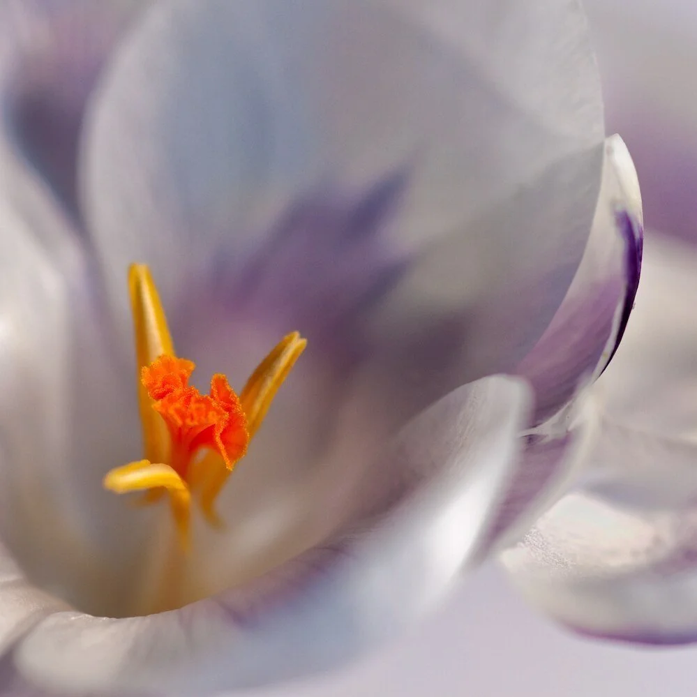 Abstract and Macro Photography Workshop Warwickshire - May