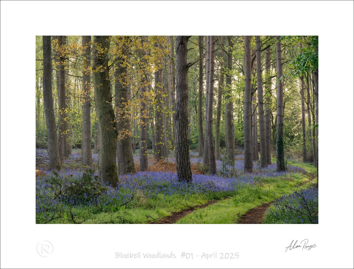 Bluebell Woodlands  #01 - April 2025.jpg