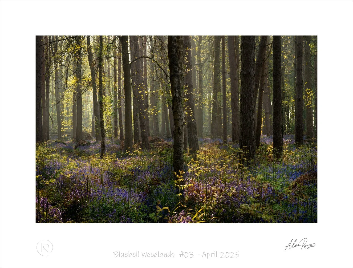 Bluebell Woodlands  #03 - April 2025.jpg