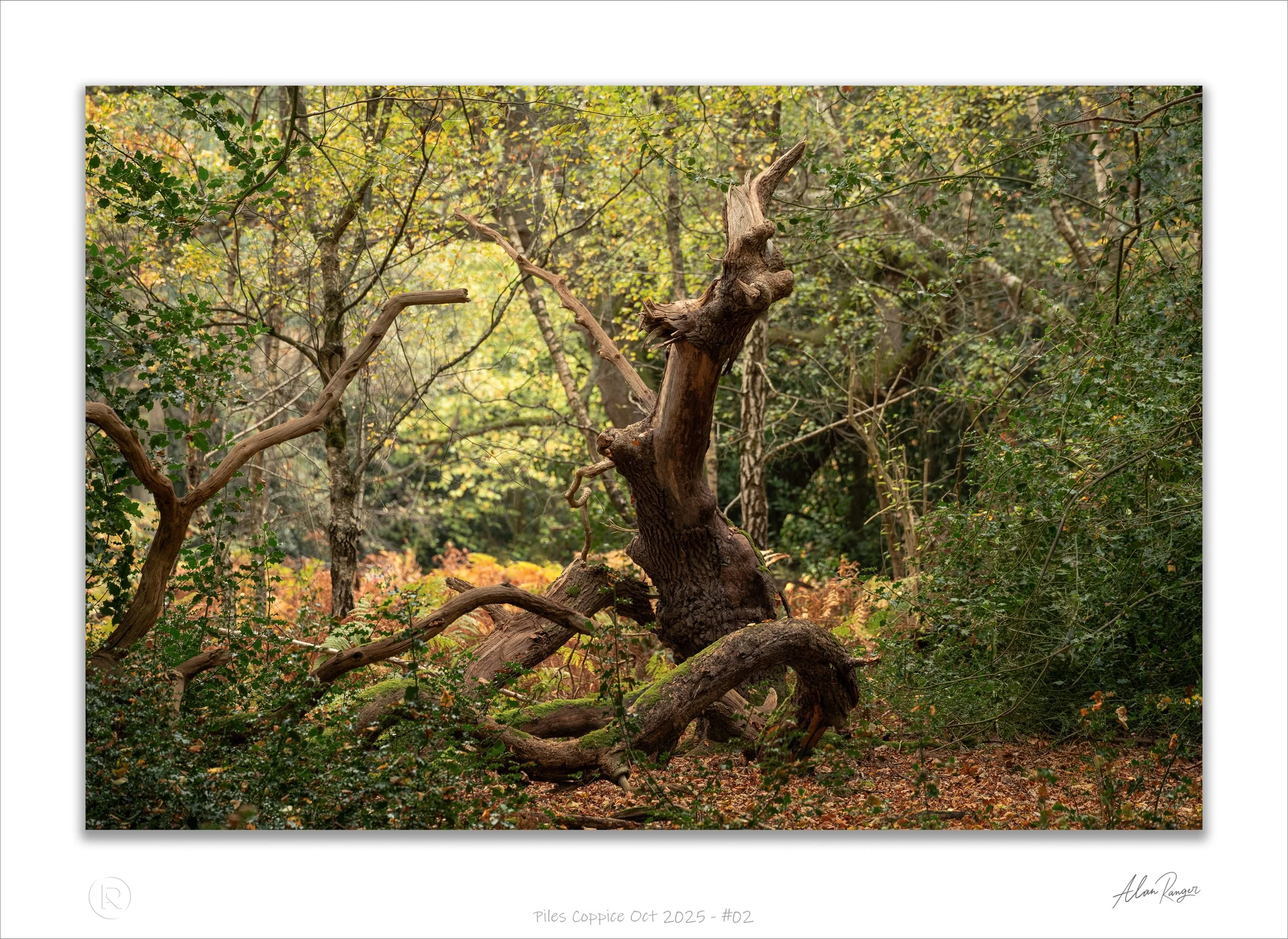 Piles Coppice Oct 2025 - #02.jpg