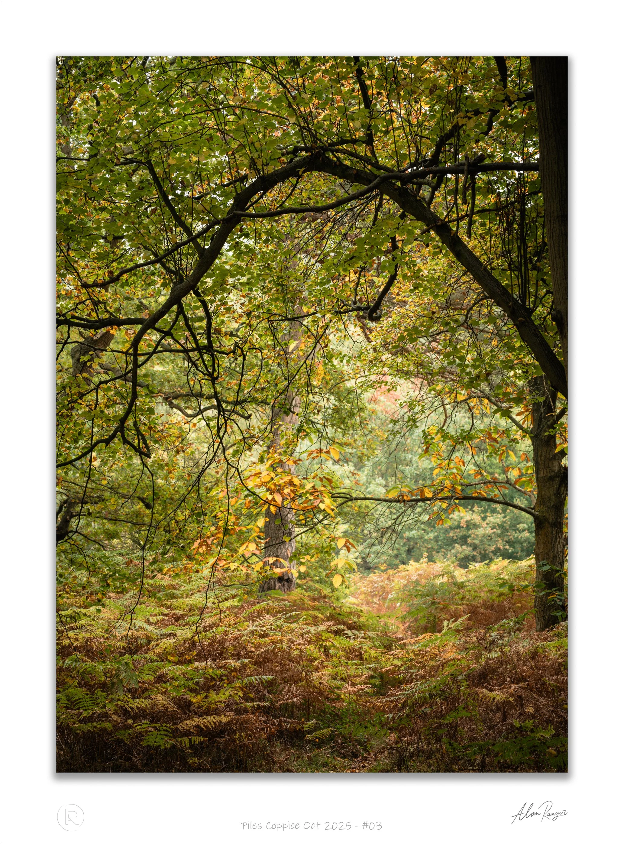 Piles Coppice Oct 2025 - #03.jpg