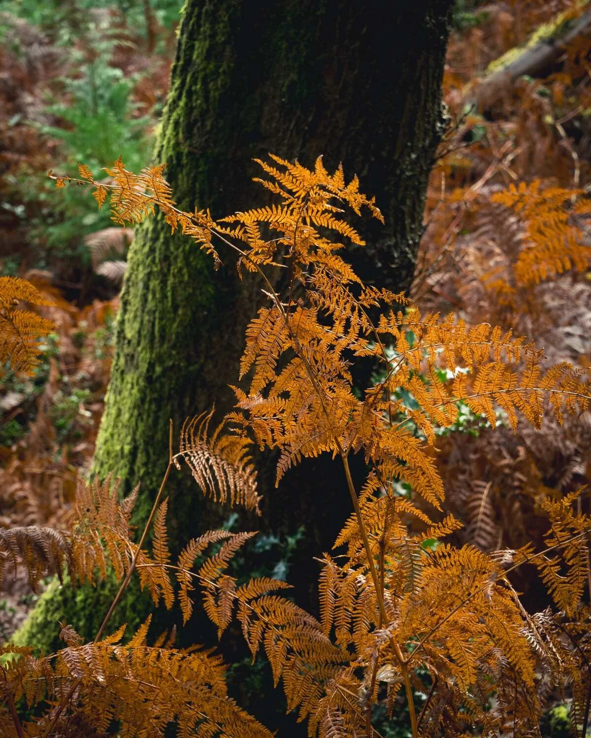 Hay Wood - Dec 2025 - #09.jpg