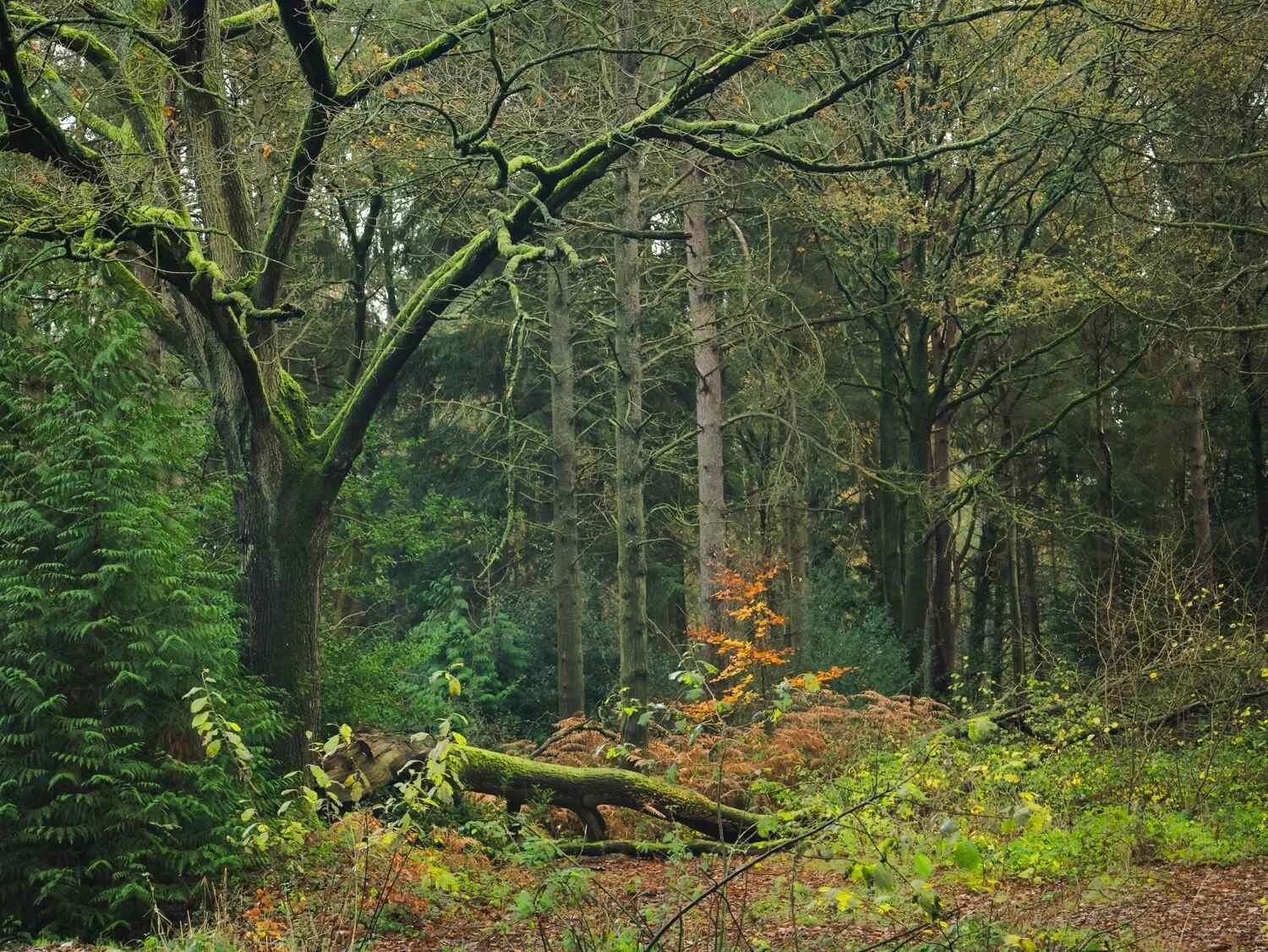 Hay Wood - Dec 2025 - #01.jpg