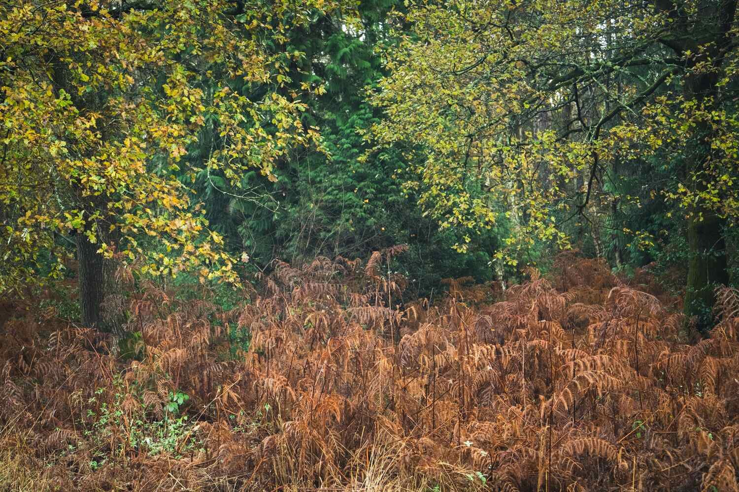 Hay Wood - Dec 2025 - #04.jpg