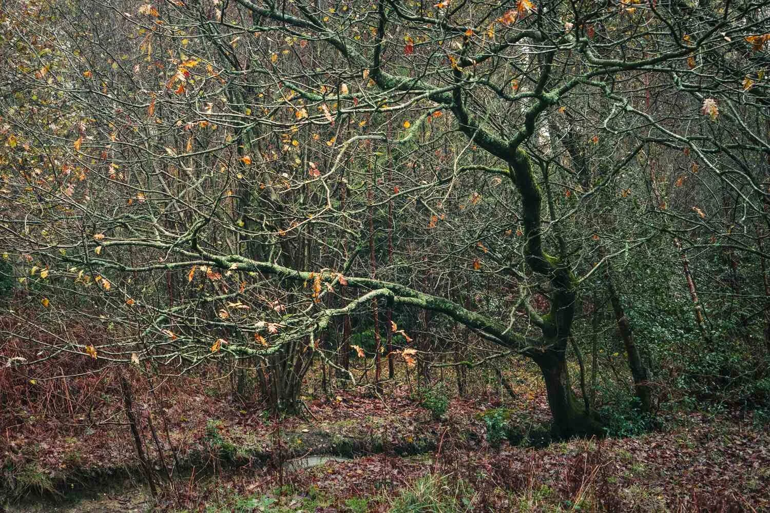 Hay Wood - Dec 2025 - #05.jpg