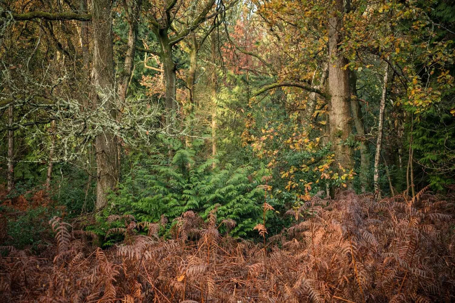 Hay Wood - Dec 2025 - #06.jpg