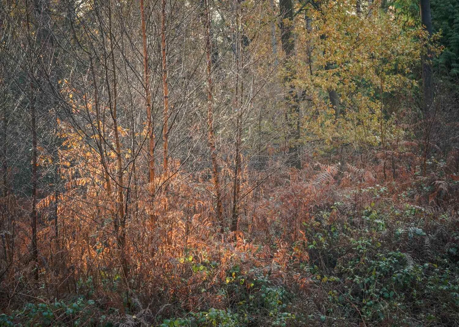Hay Wood - Dec 2025 - #07.jpg
