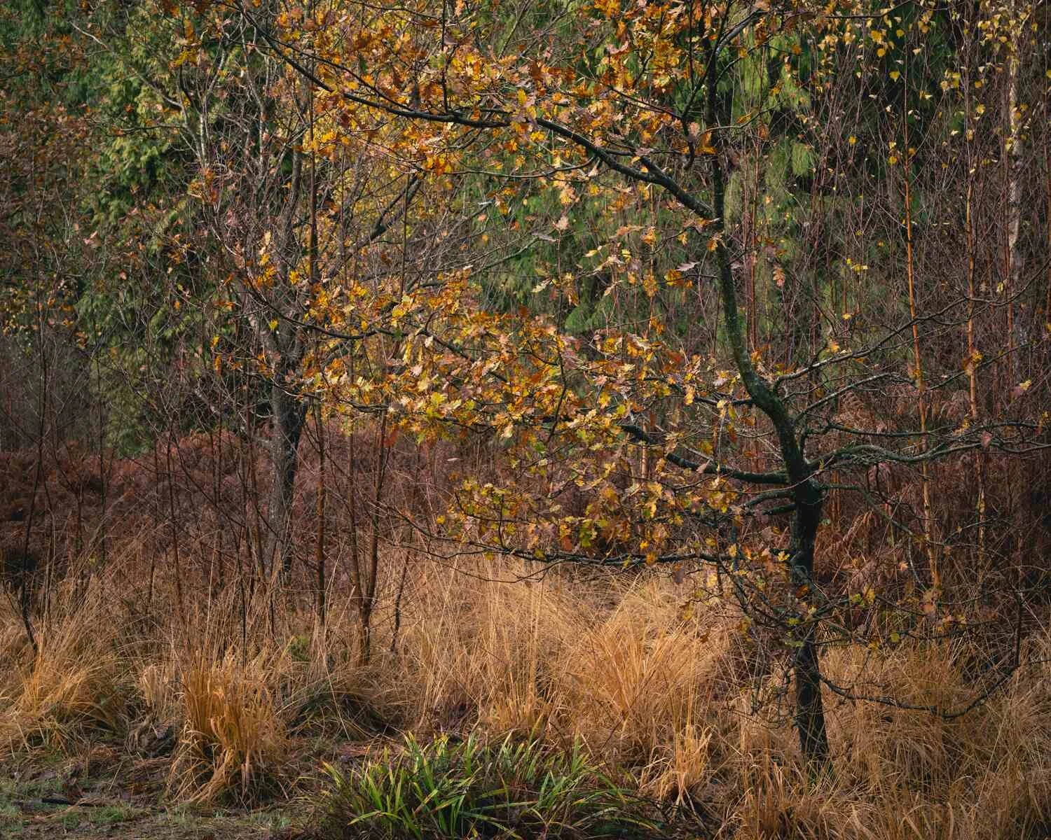 Hay Wood - Dec 2025 - #08.jpg