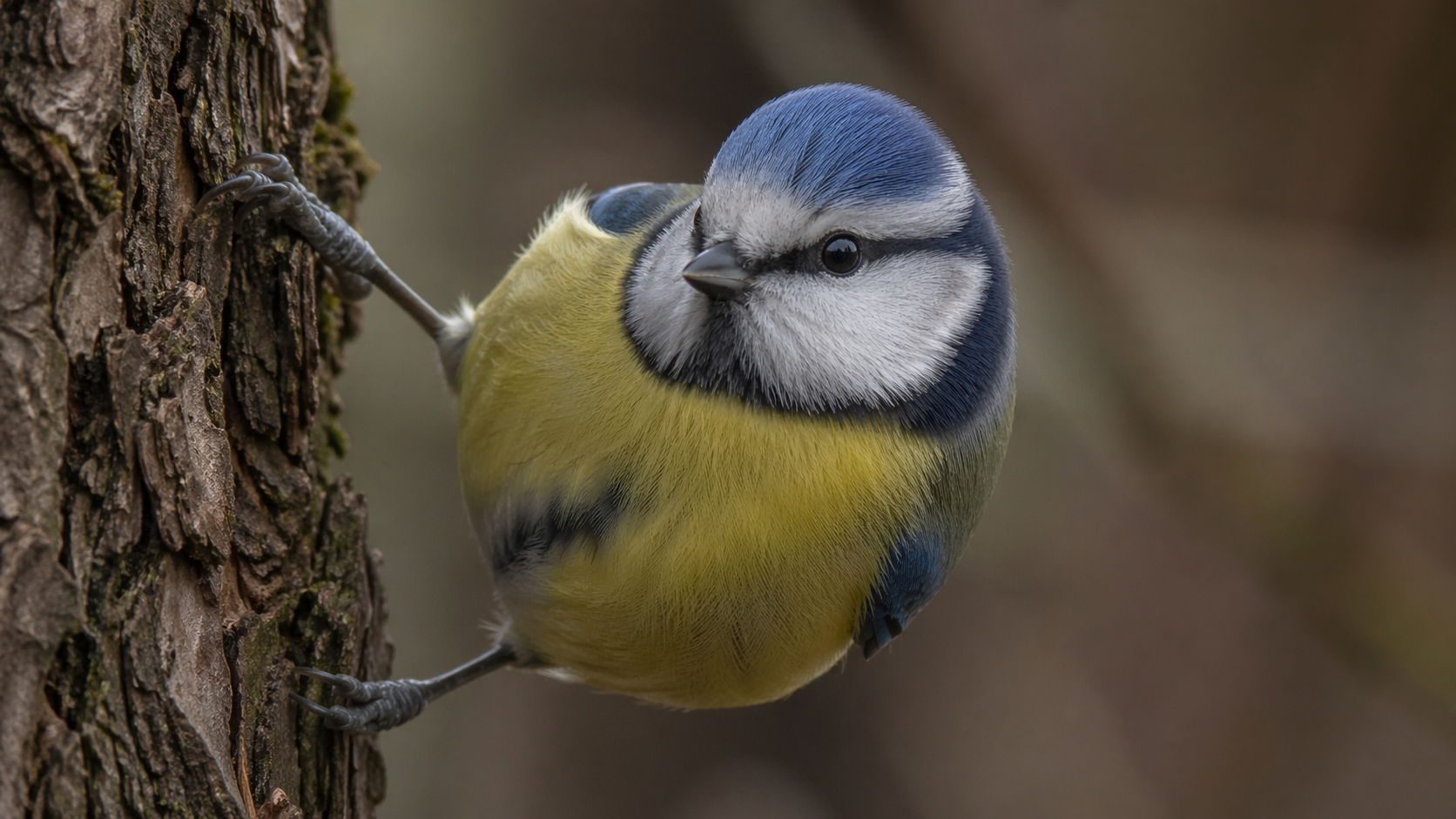 Bird Photography Guide for UK birders -  Settings for Birds