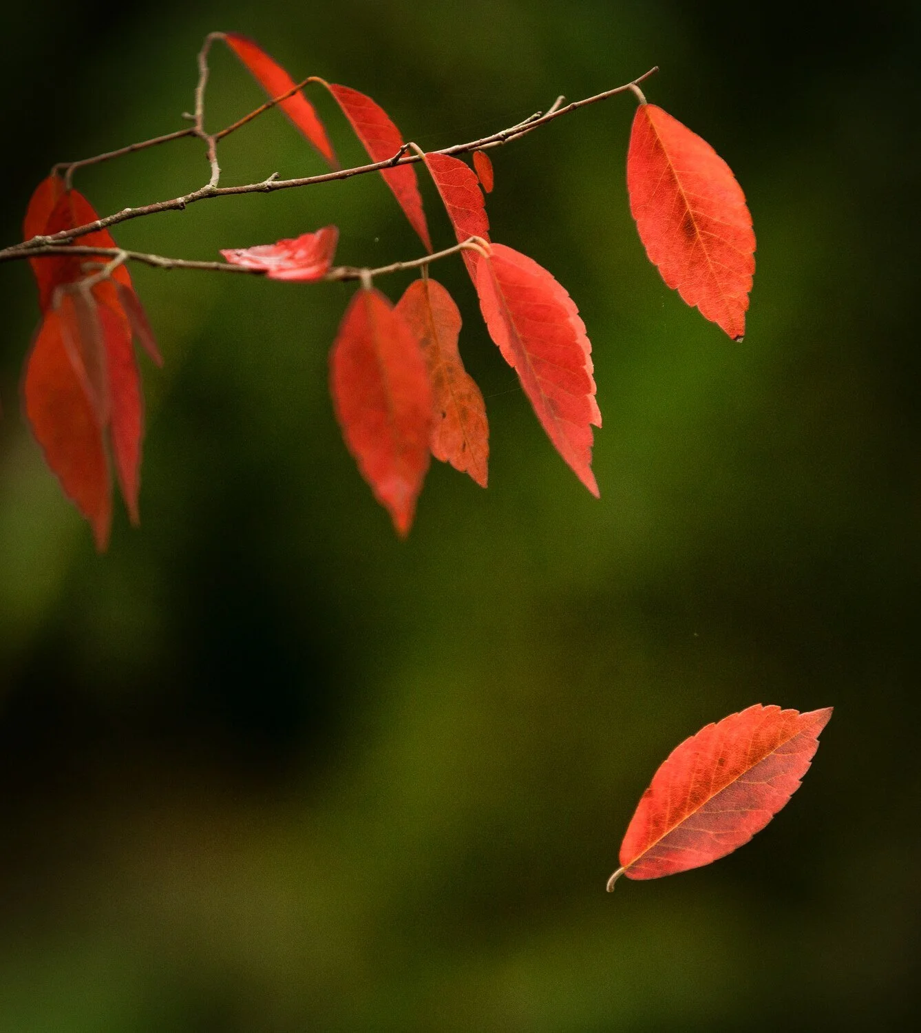 Autumn Arboretum &amp; Garden Photography: A UK Guide 2026 