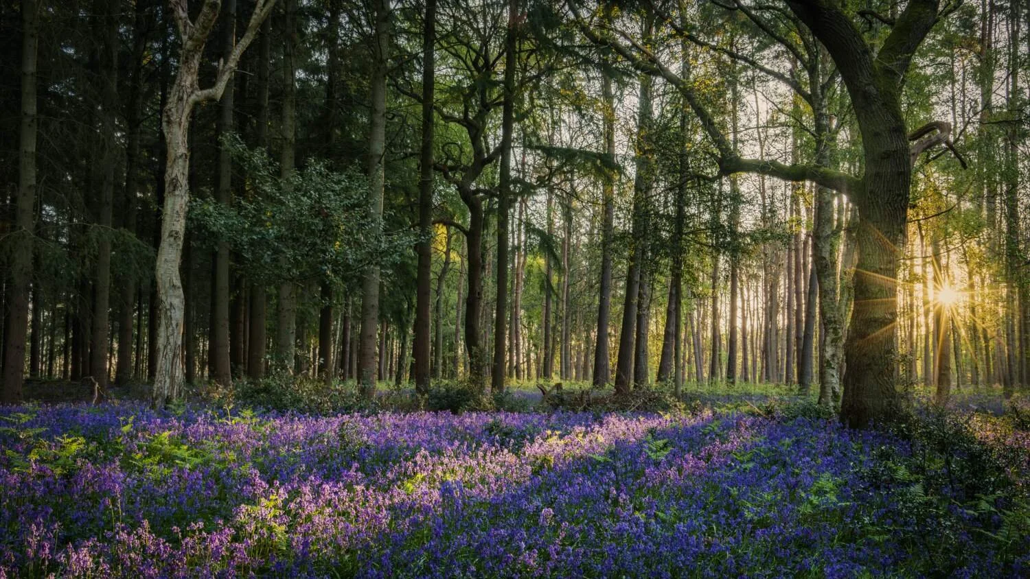 Bluebell Woodland Apr 2026 - #01.jpg