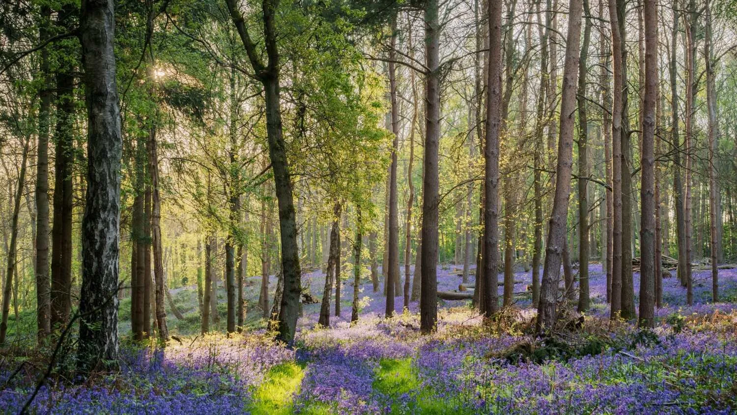 Bluebell Woodland Apr 2026 - #02.jpg