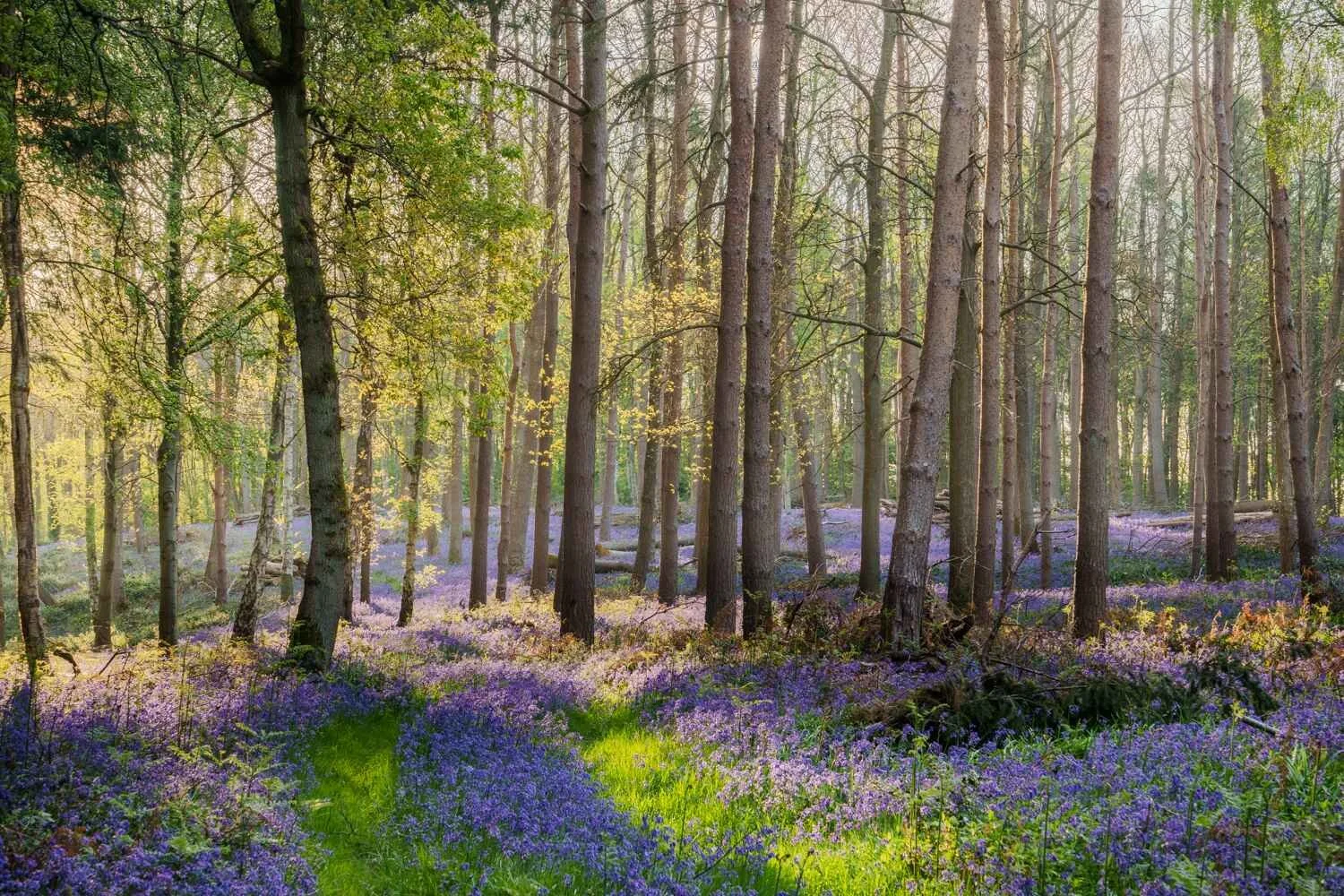Bluebell Woodland Apr 2026 - #03.jpg