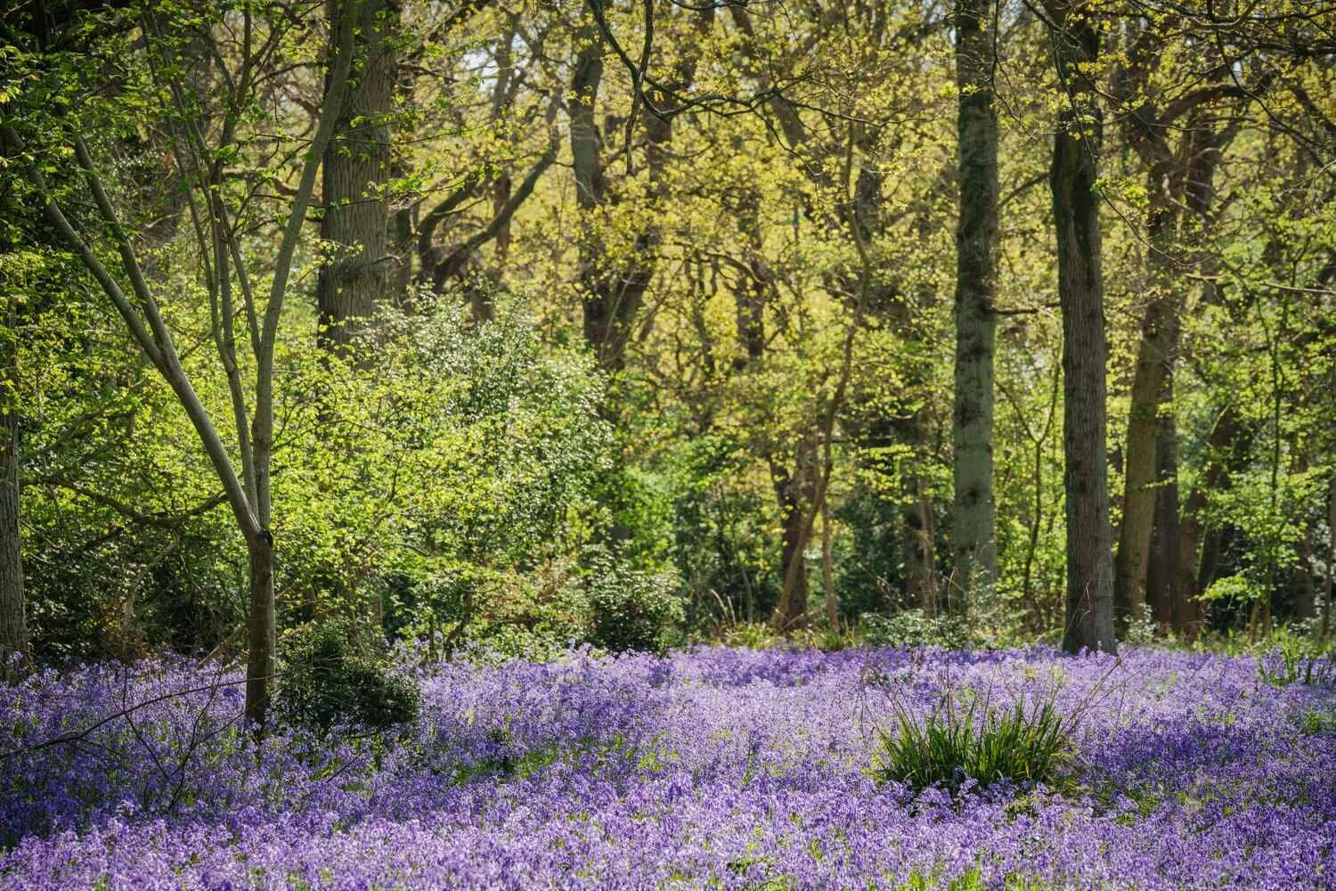 Bluebell Woodland Apr 2026 - #04.jpg