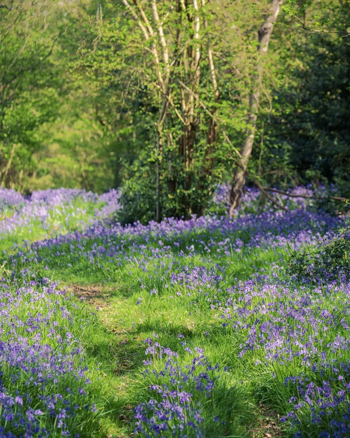 Bluebell Woodland Apr 2026 - #06.jpg