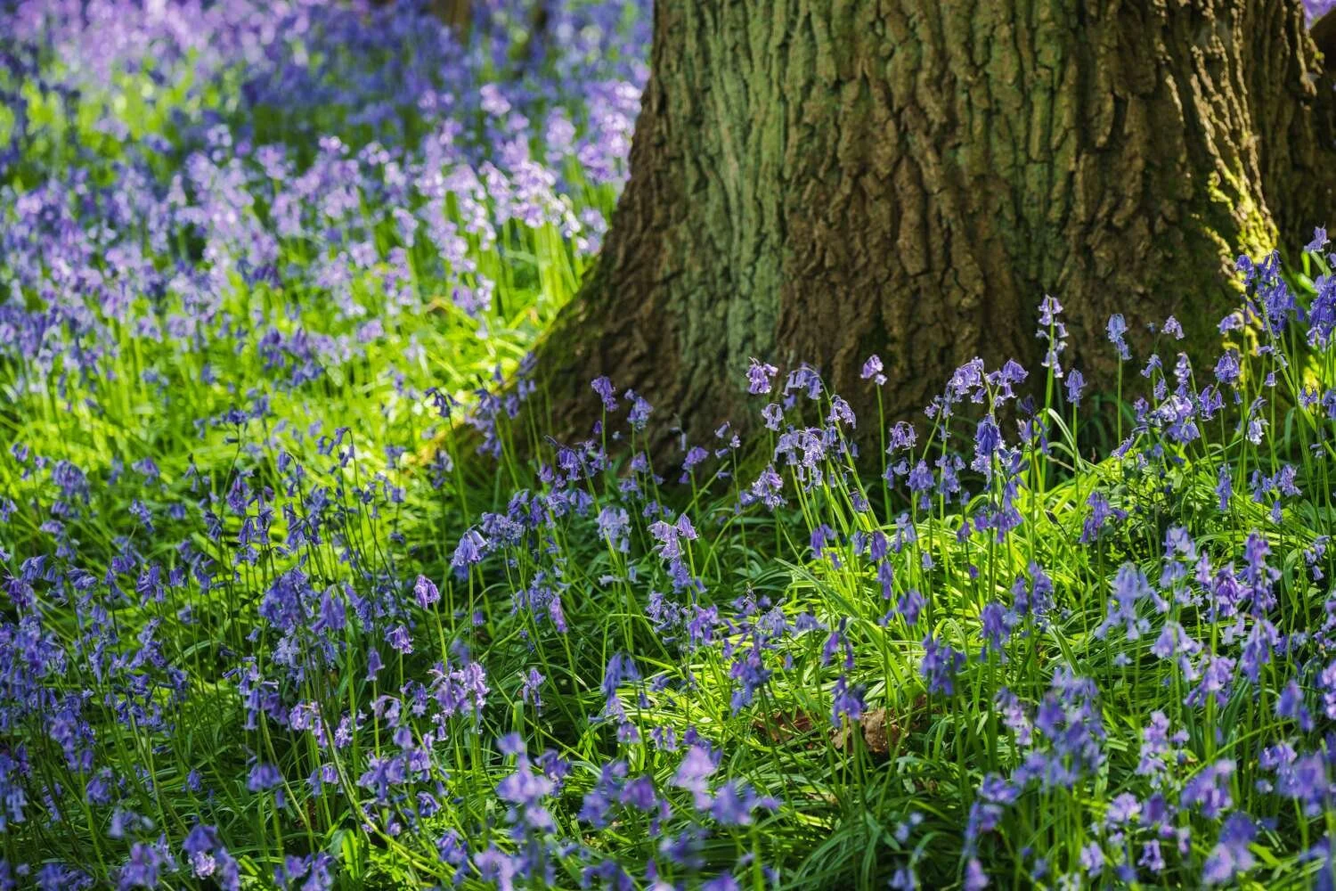 Bluebell Woodland Apr 2026 - #05.jpg