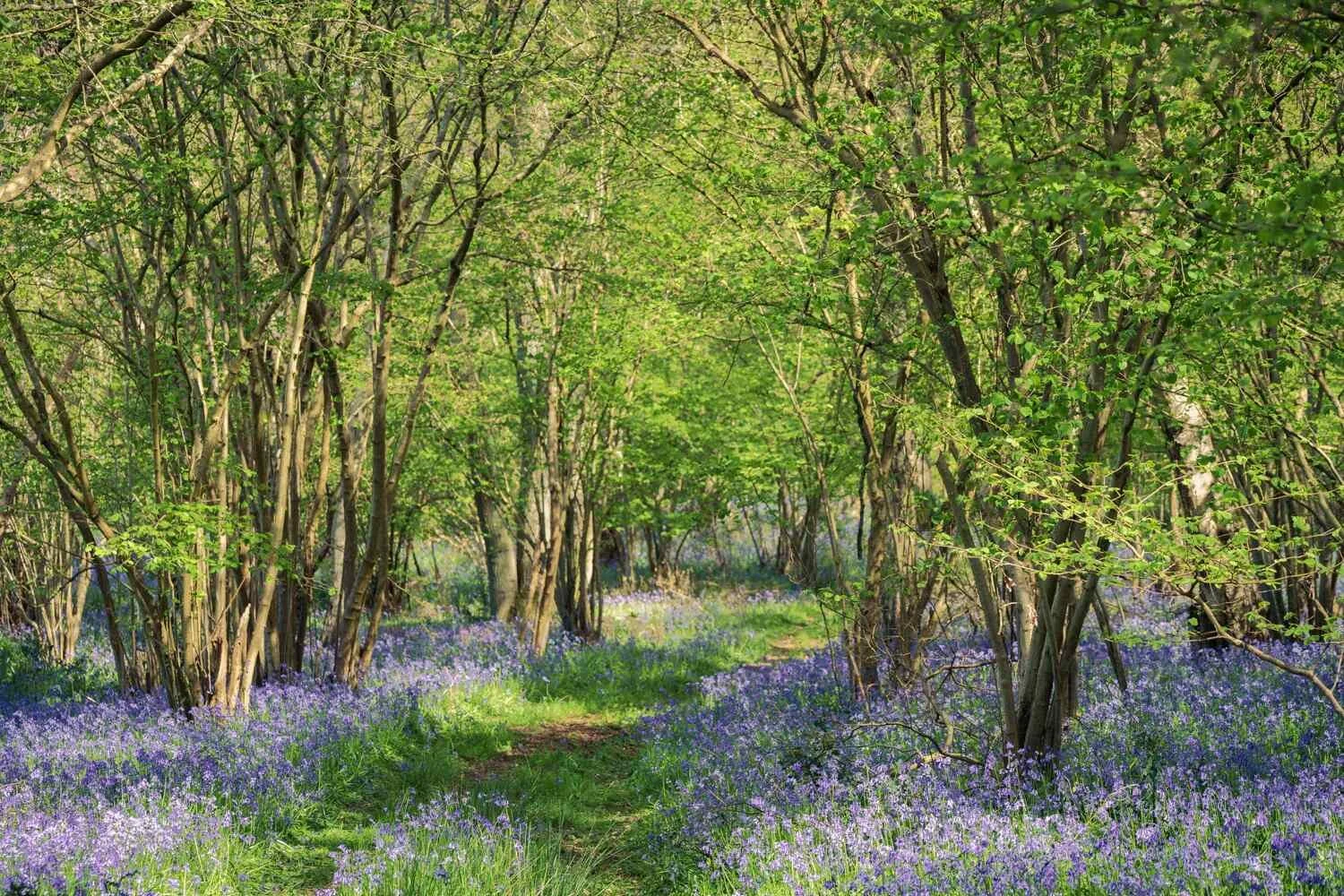 Bluebell Woodland Apr 2026 - #08.jpg