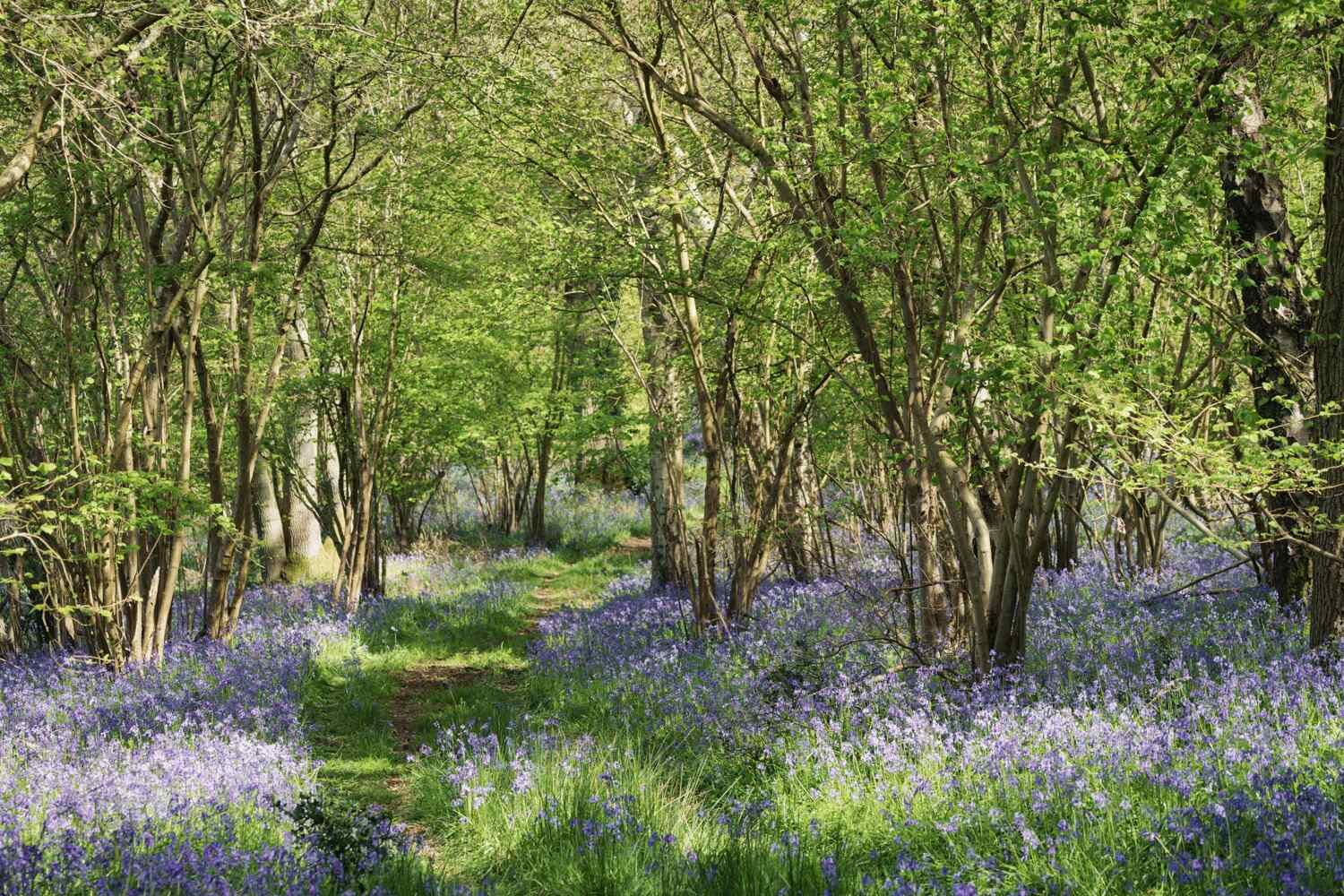 Bluebell Woodland Apr 2026 - #07.jpg