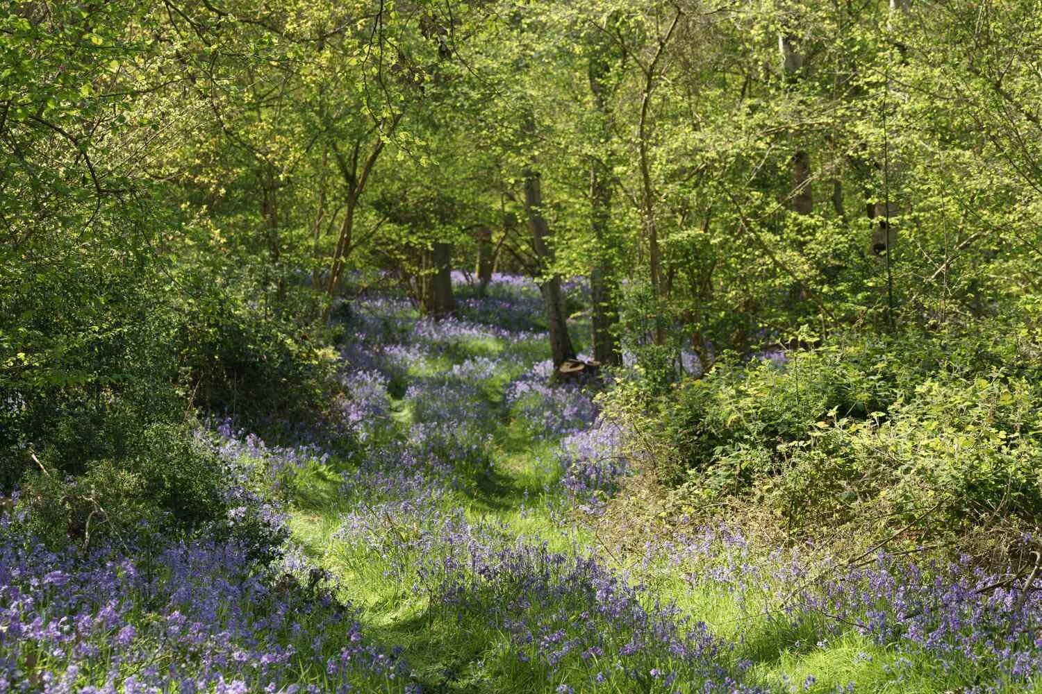 Bluebell Woodland Apr 2026 - #09.jpg