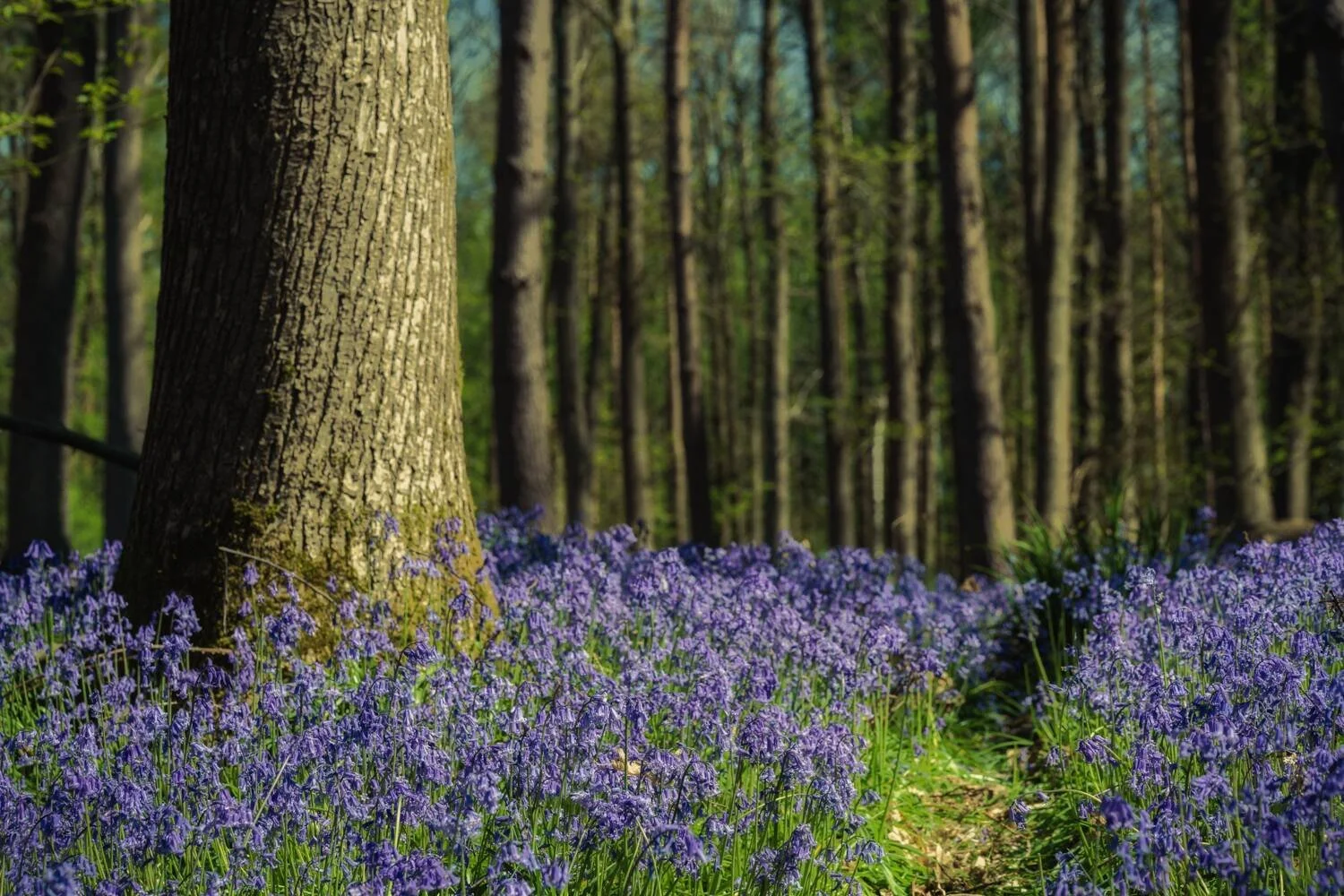 Bluebell Woodland Apr 2026 - #10.jpg