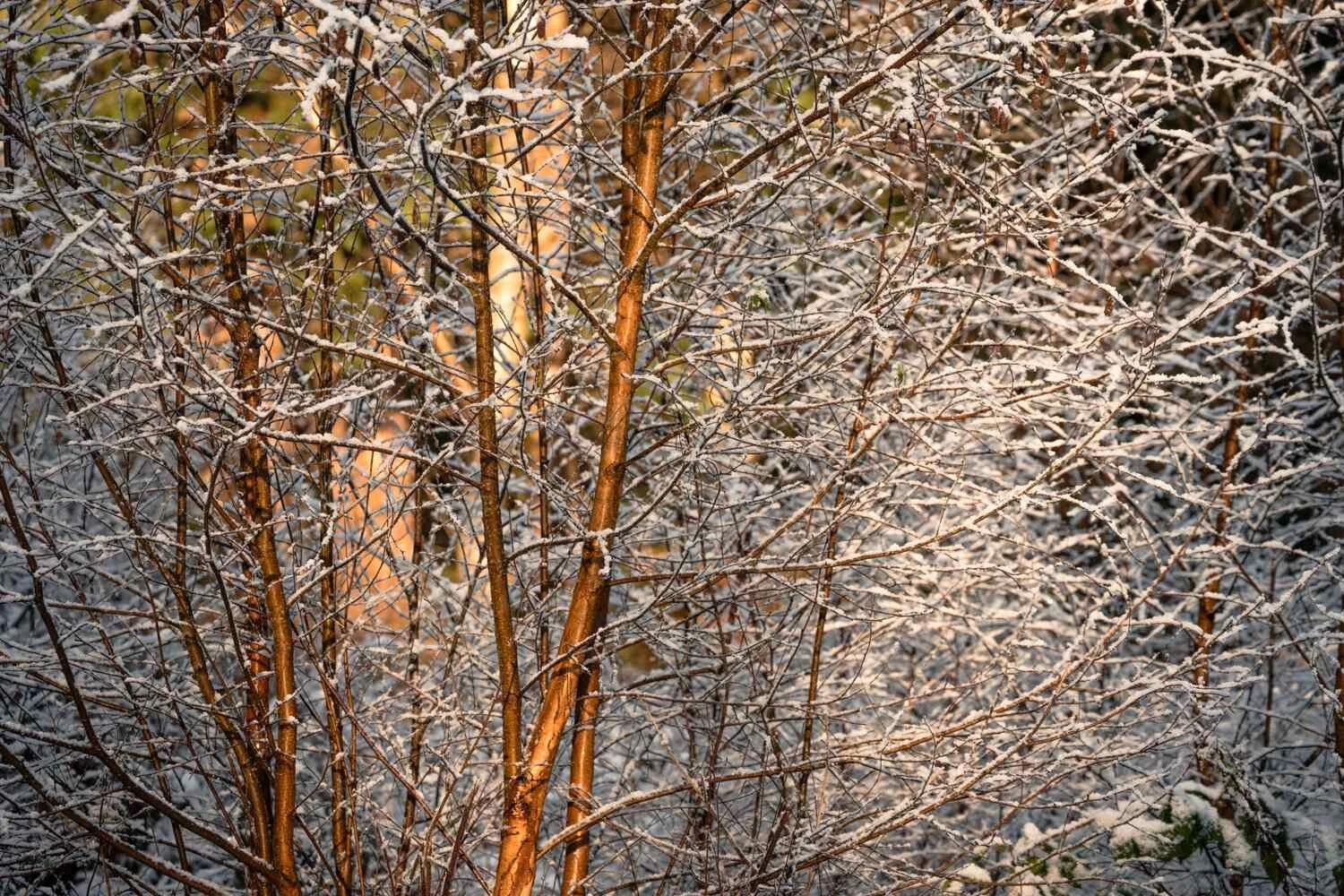 Hay Wood - Jan 2026 - #01.jpg