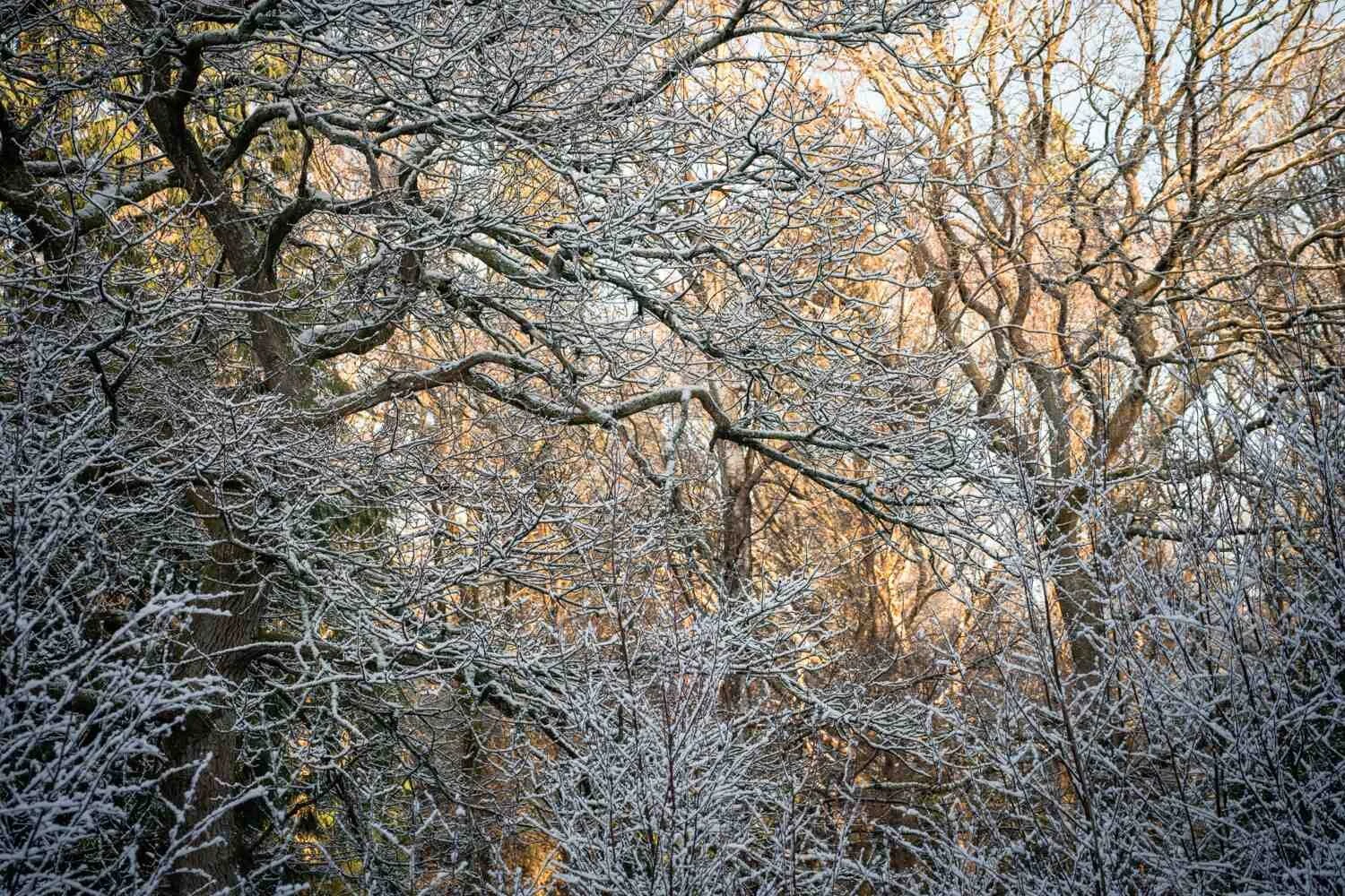 Hay Wood - Jan 2026 - #02.jpg