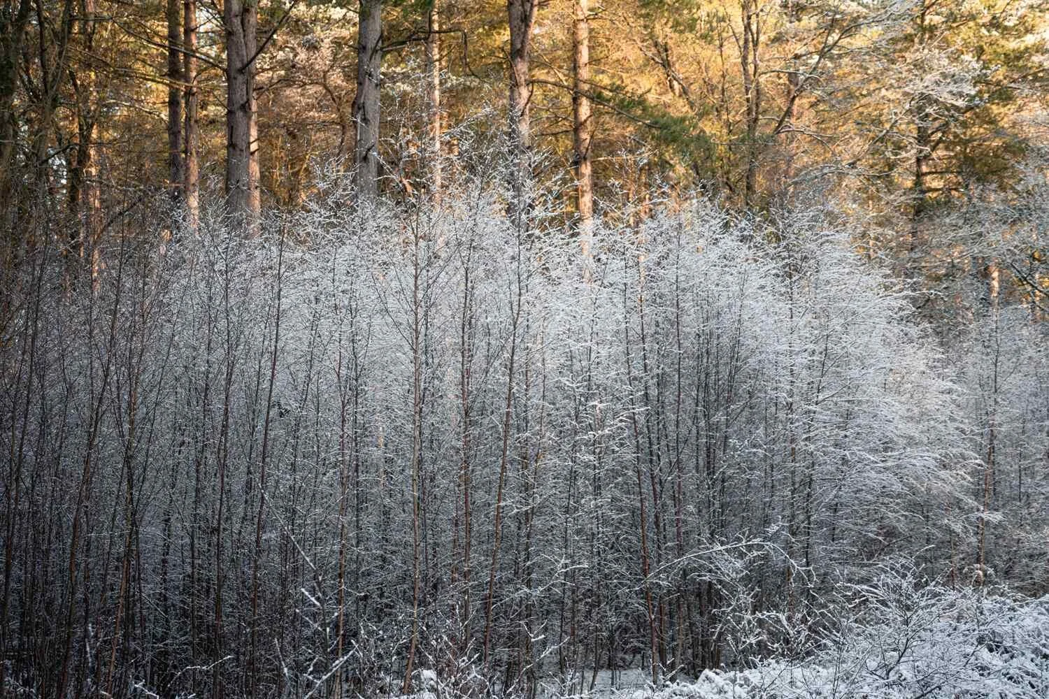 Hay Wood - Jan 2026 - #03.jpg
