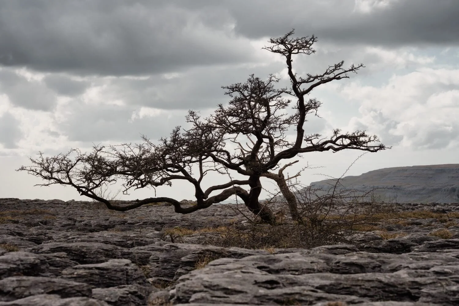 Southerscales Apr 2026 - #02.jpg