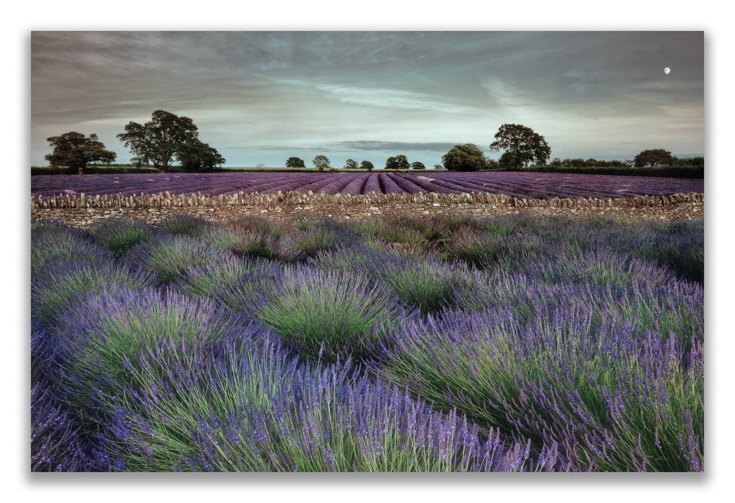 lavender dusk.jpg