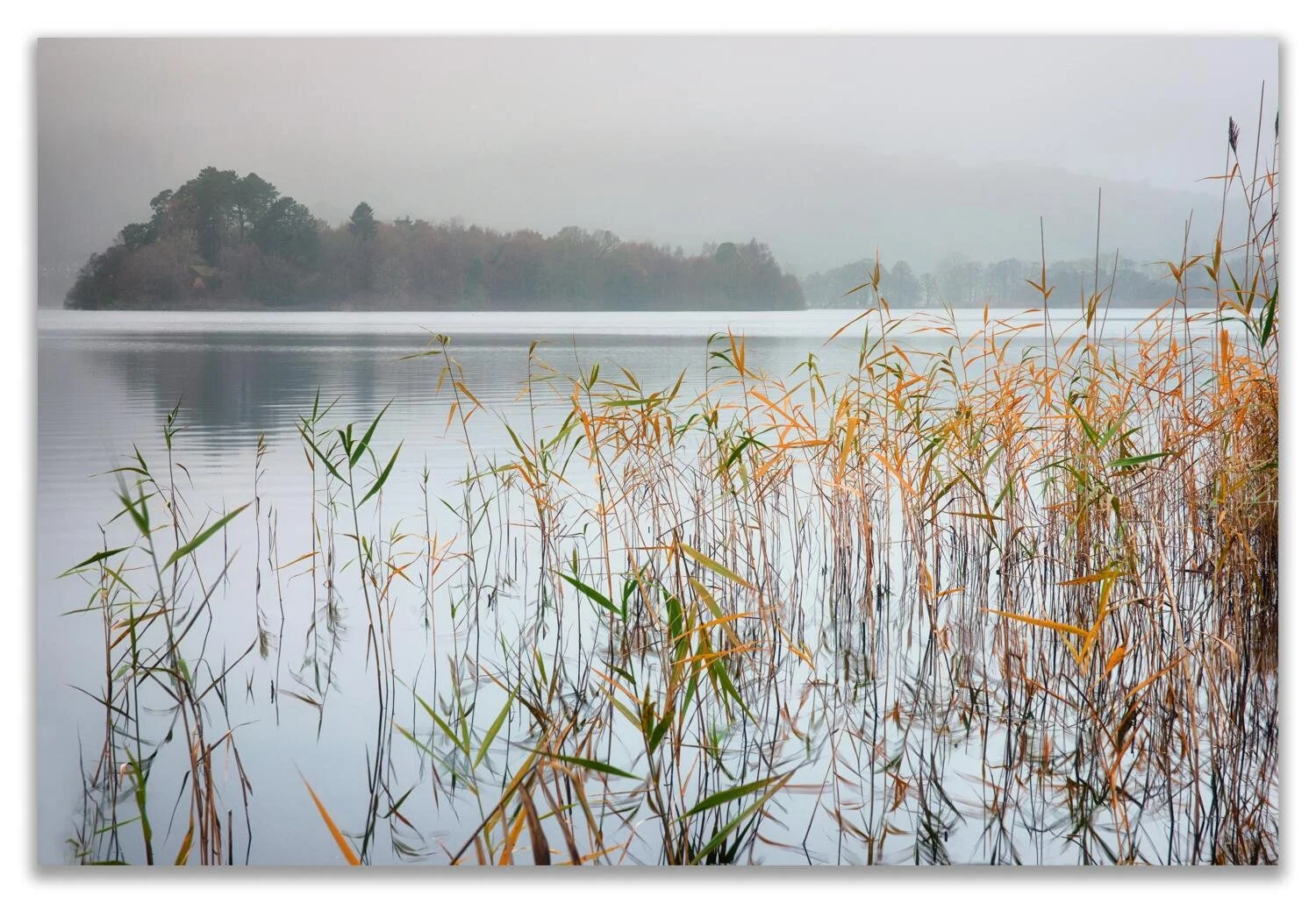 grasmere gold.jpg