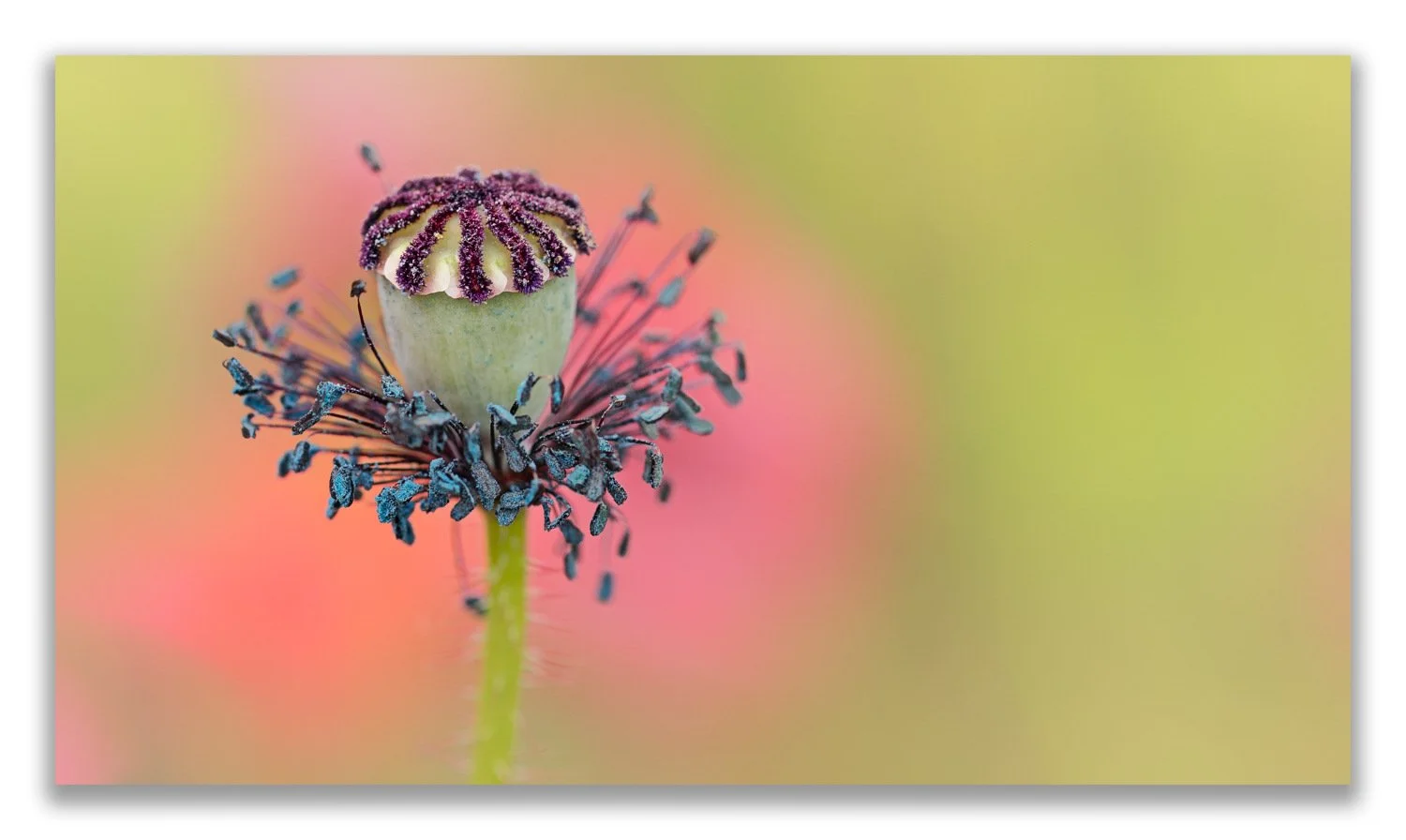 Poppy Seed Head.jpg