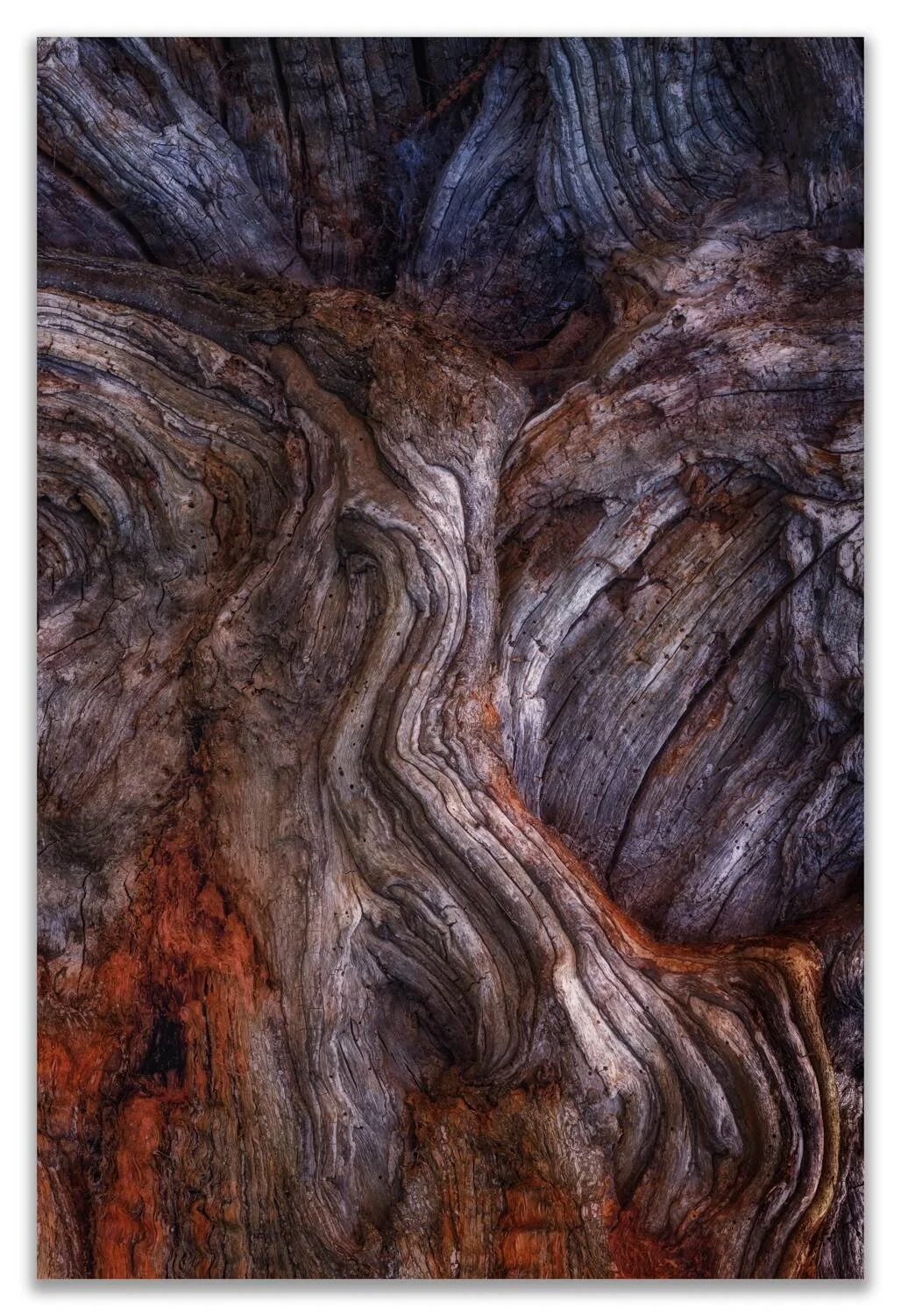 bark study 5.jpg