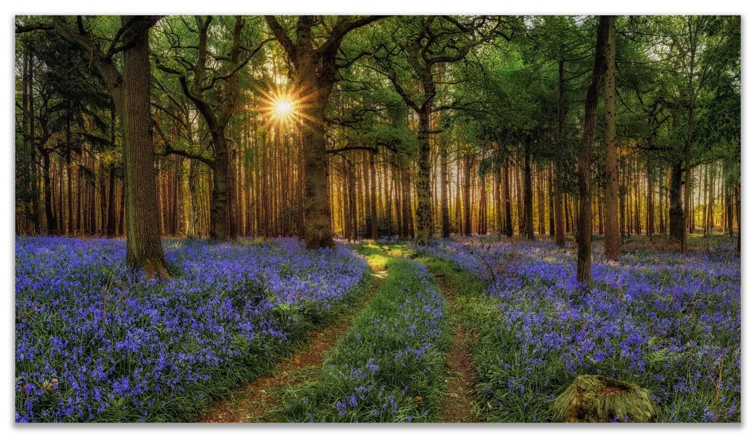 Bluebell Woodlands - Sunrise.jpg
