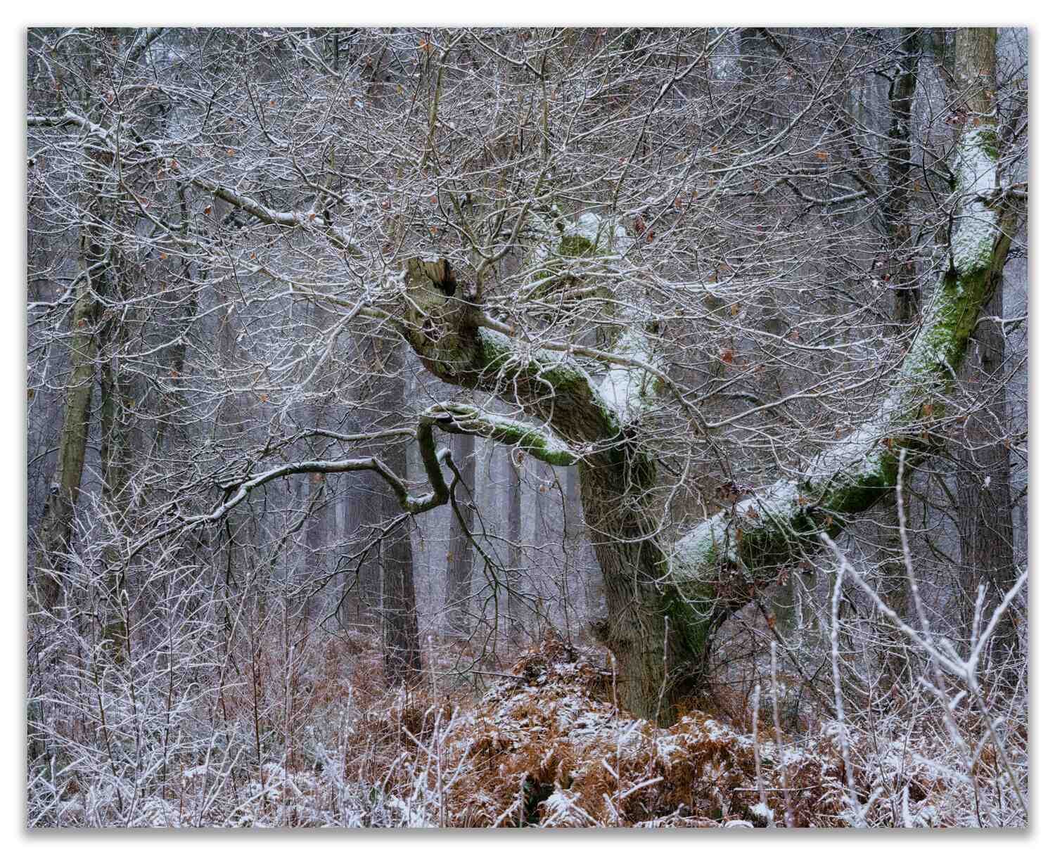 Hay Woods #8 - Jan 2021.jpg