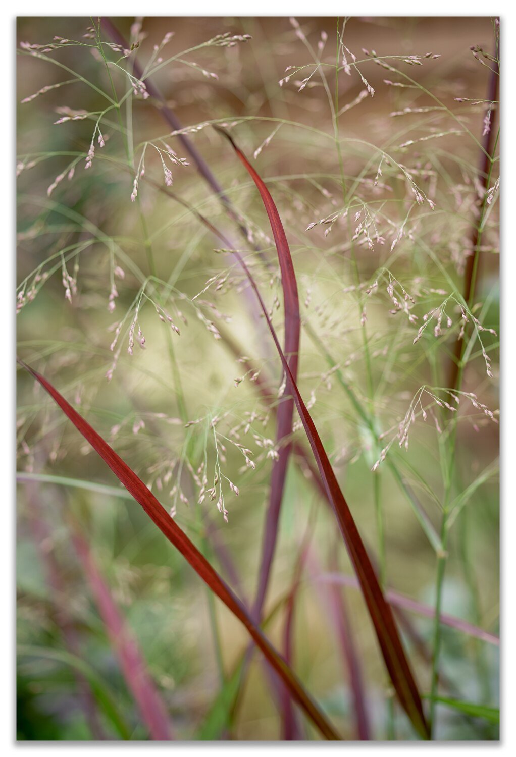 Garden Grasses.jpg
