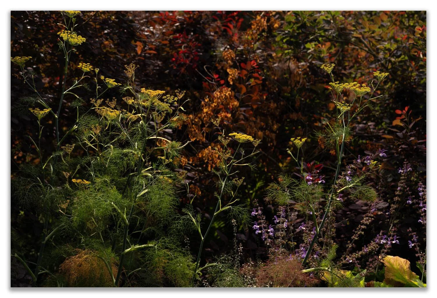 Sezincote Garden Photography #02 - Aug 2024.jpg
