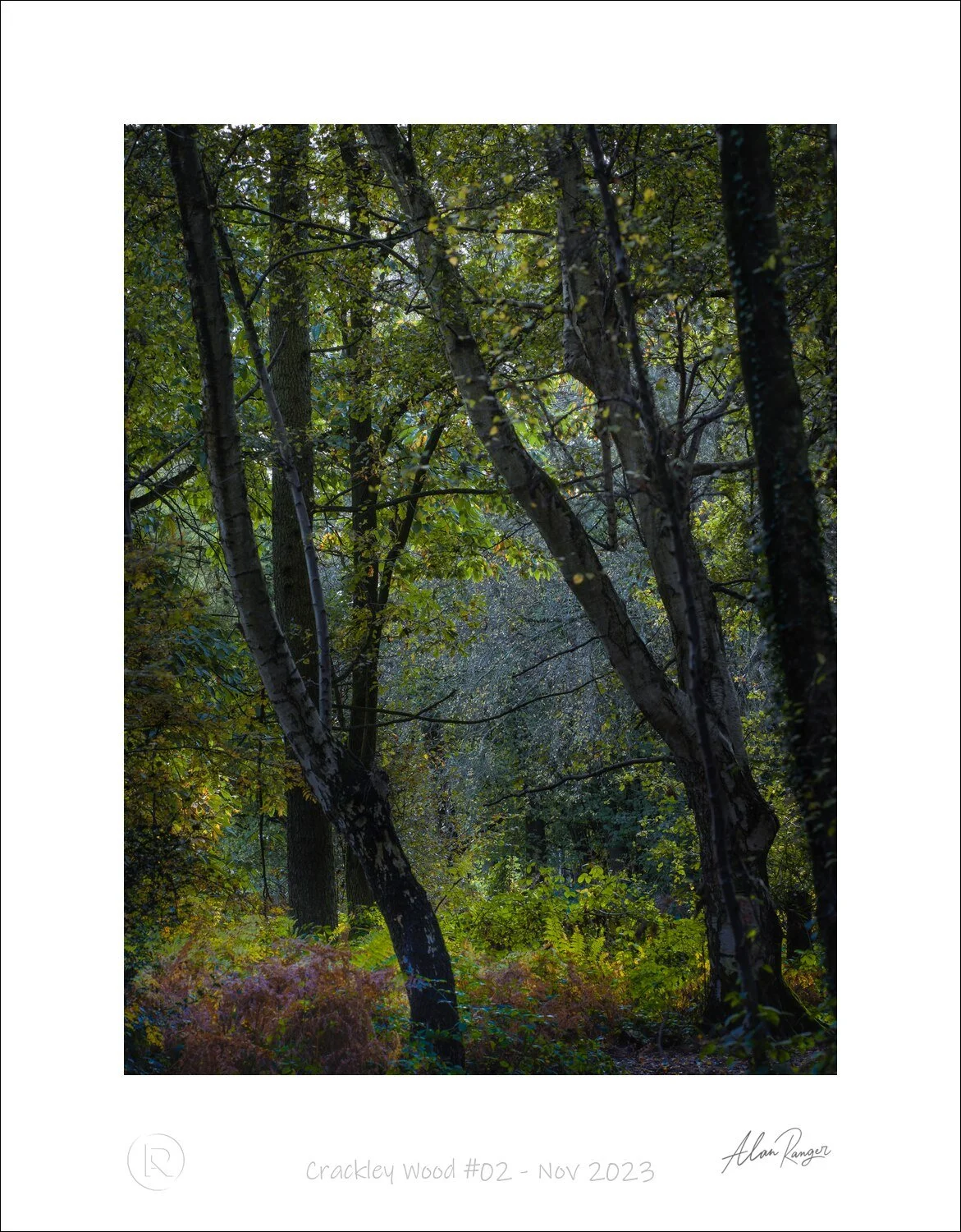 Crackley Wood #02 - Nov 2023.jpg