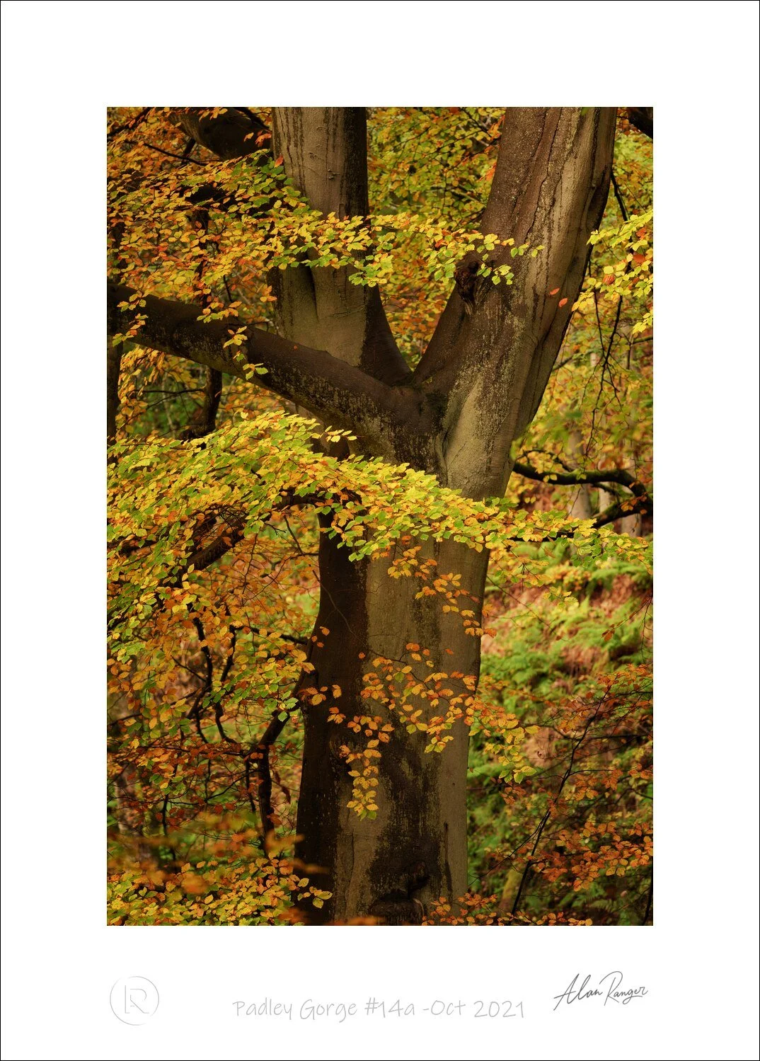 Padley Gorge #14a -Oct 2021.jpg