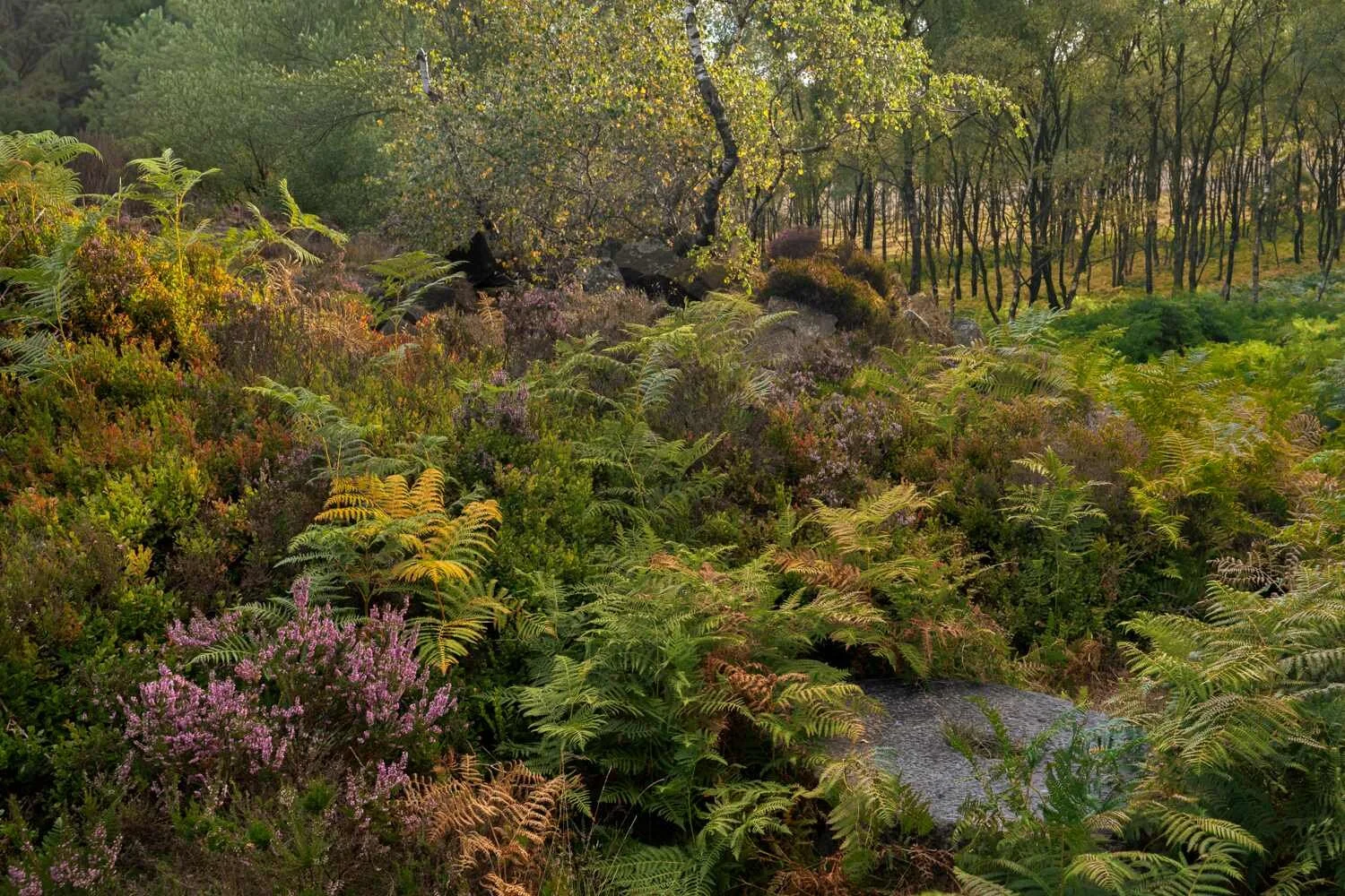 Hathersage #01 - Aug 2025.jpg