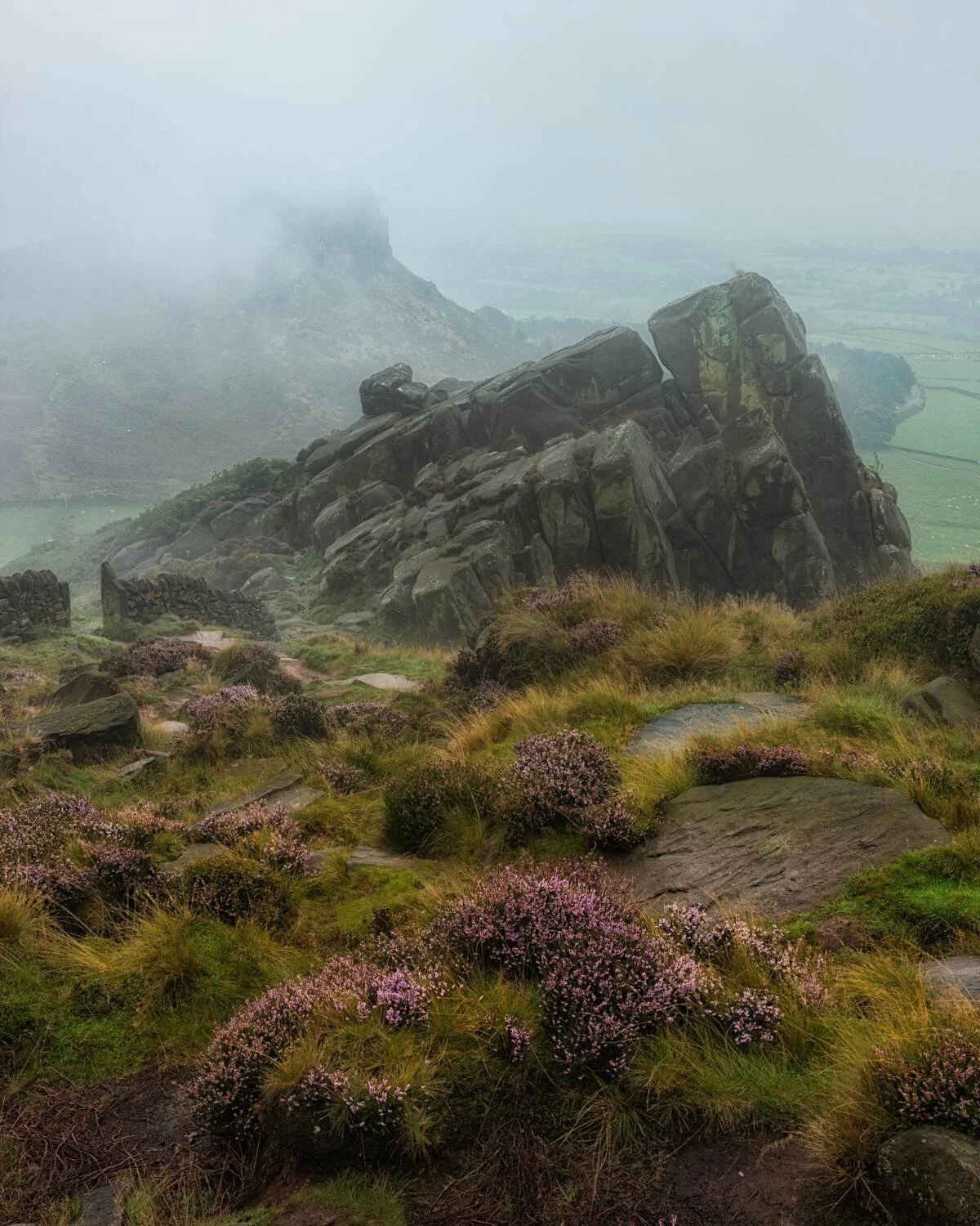the roaches II.jpg