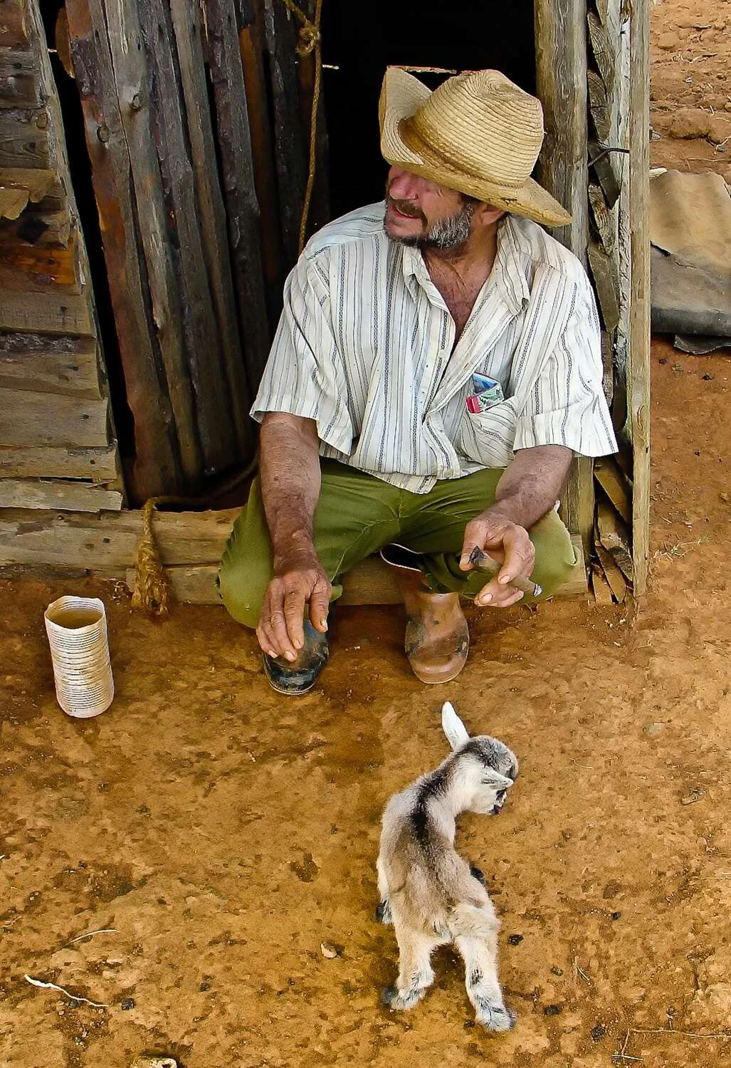 Cuban tobacco farmer working beside a small dog
