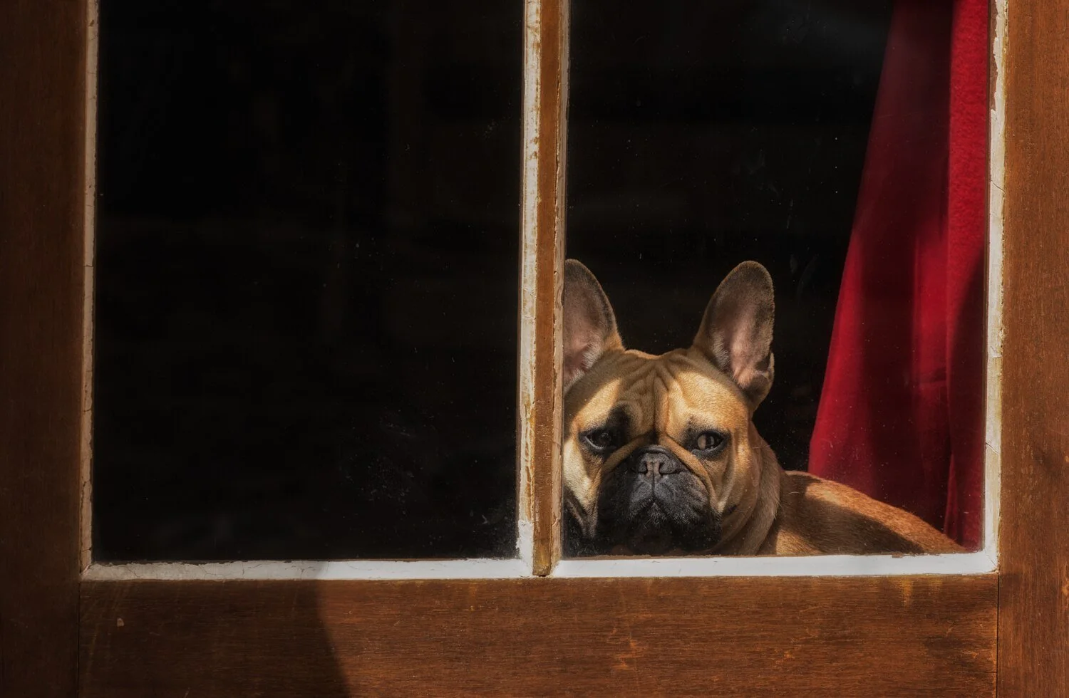 let me out.jpg