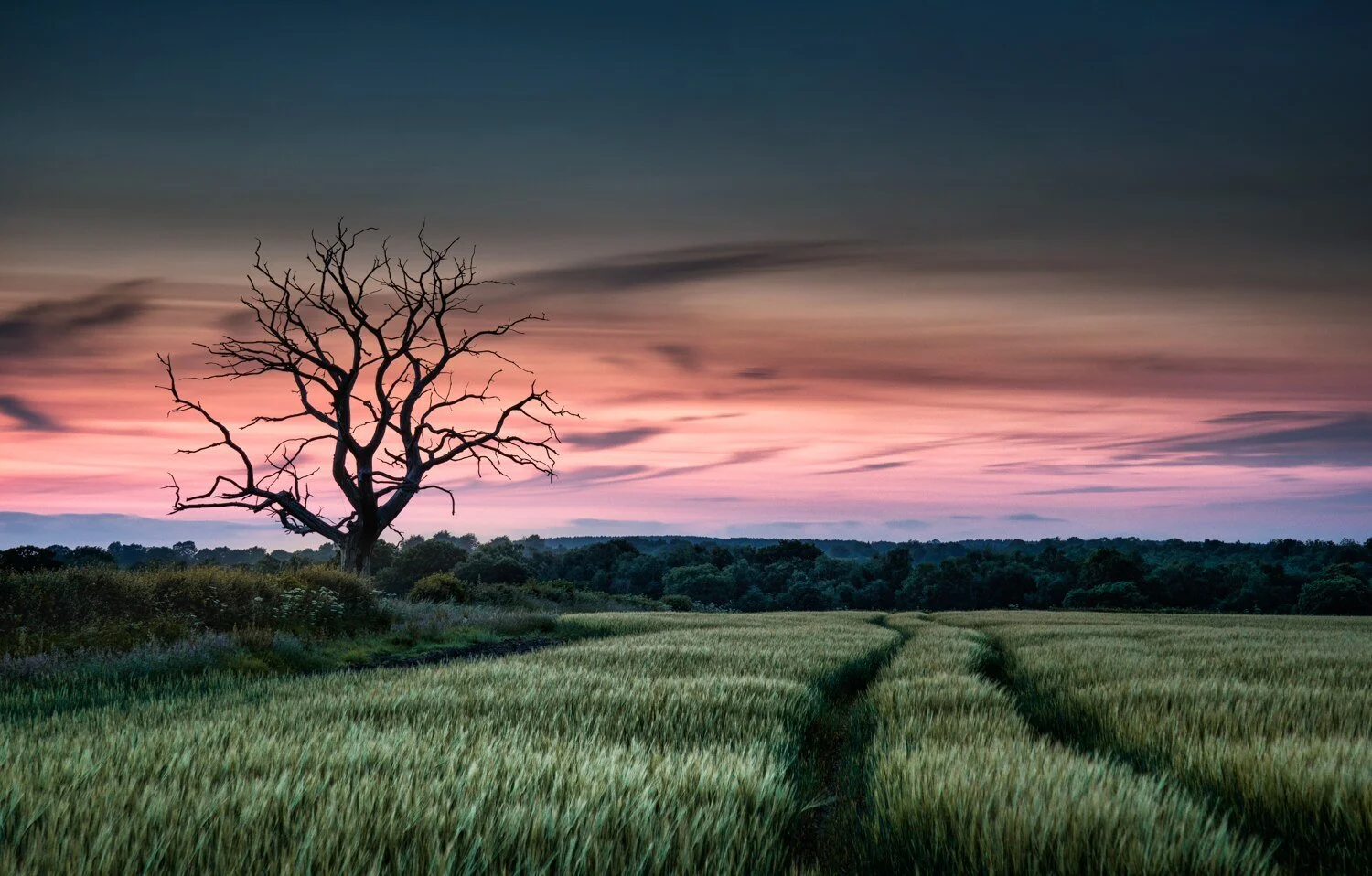 meandering pathways.jpg