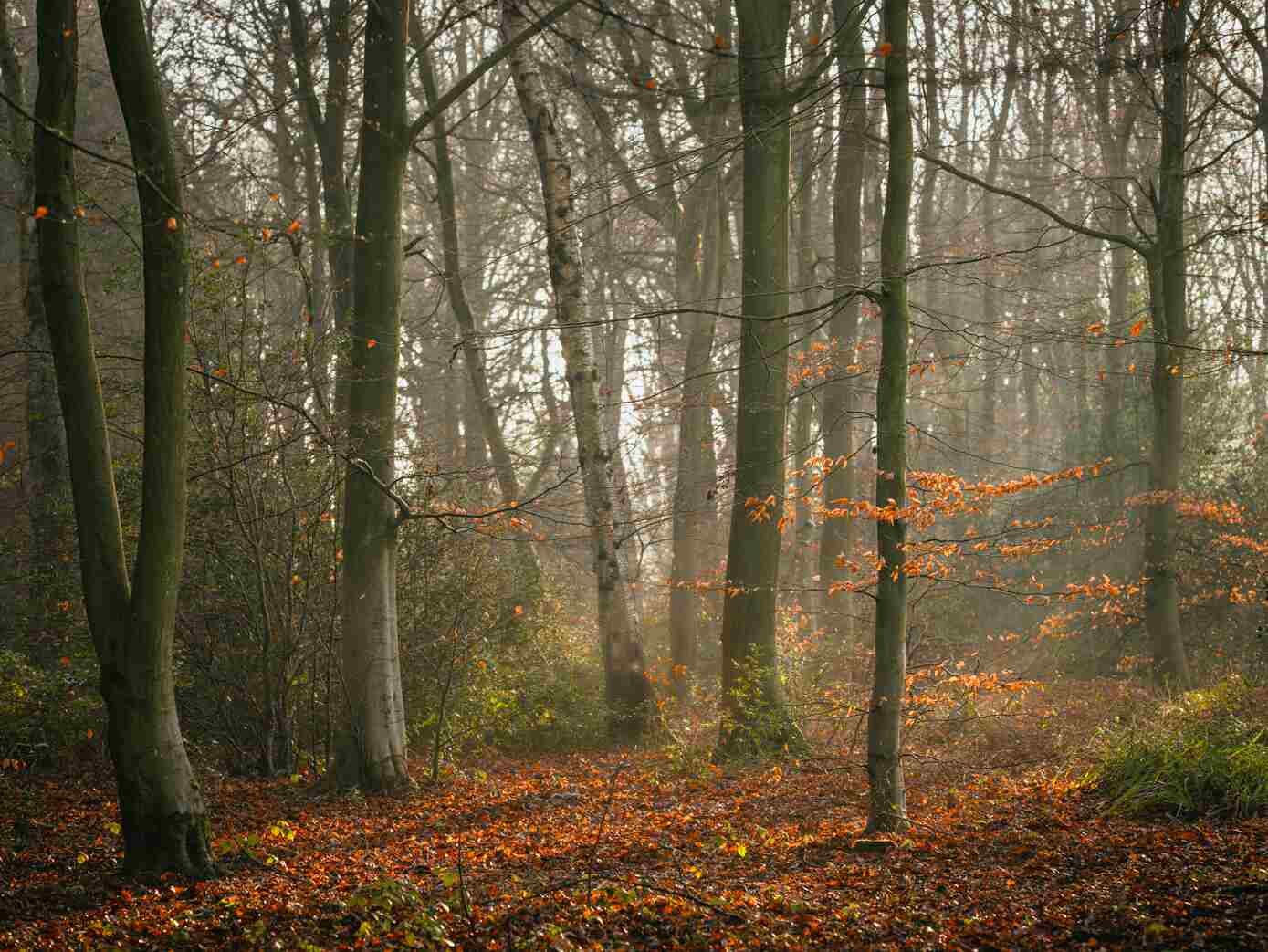 Woodland Photography | Woodland Pictures