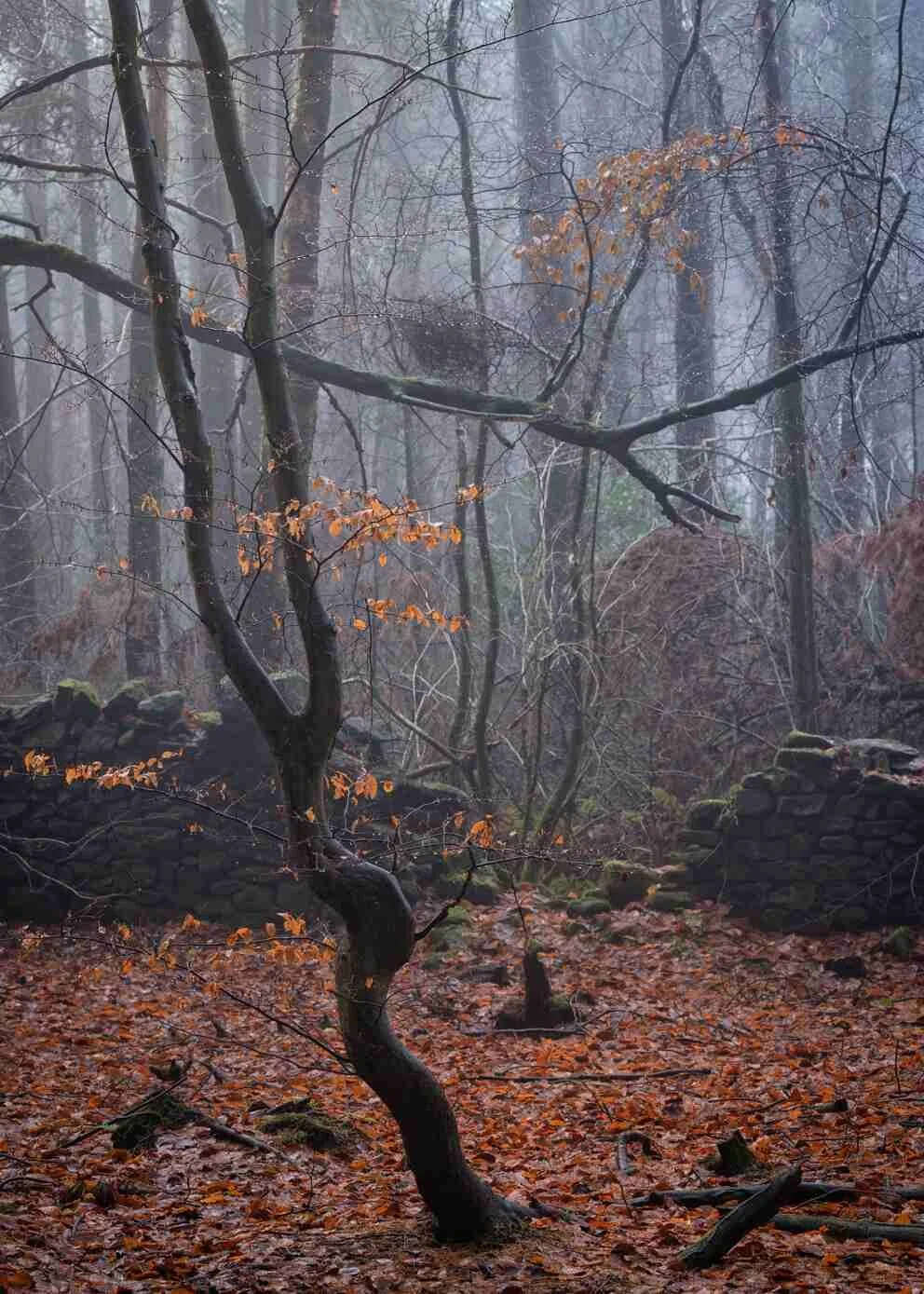 woodland photography