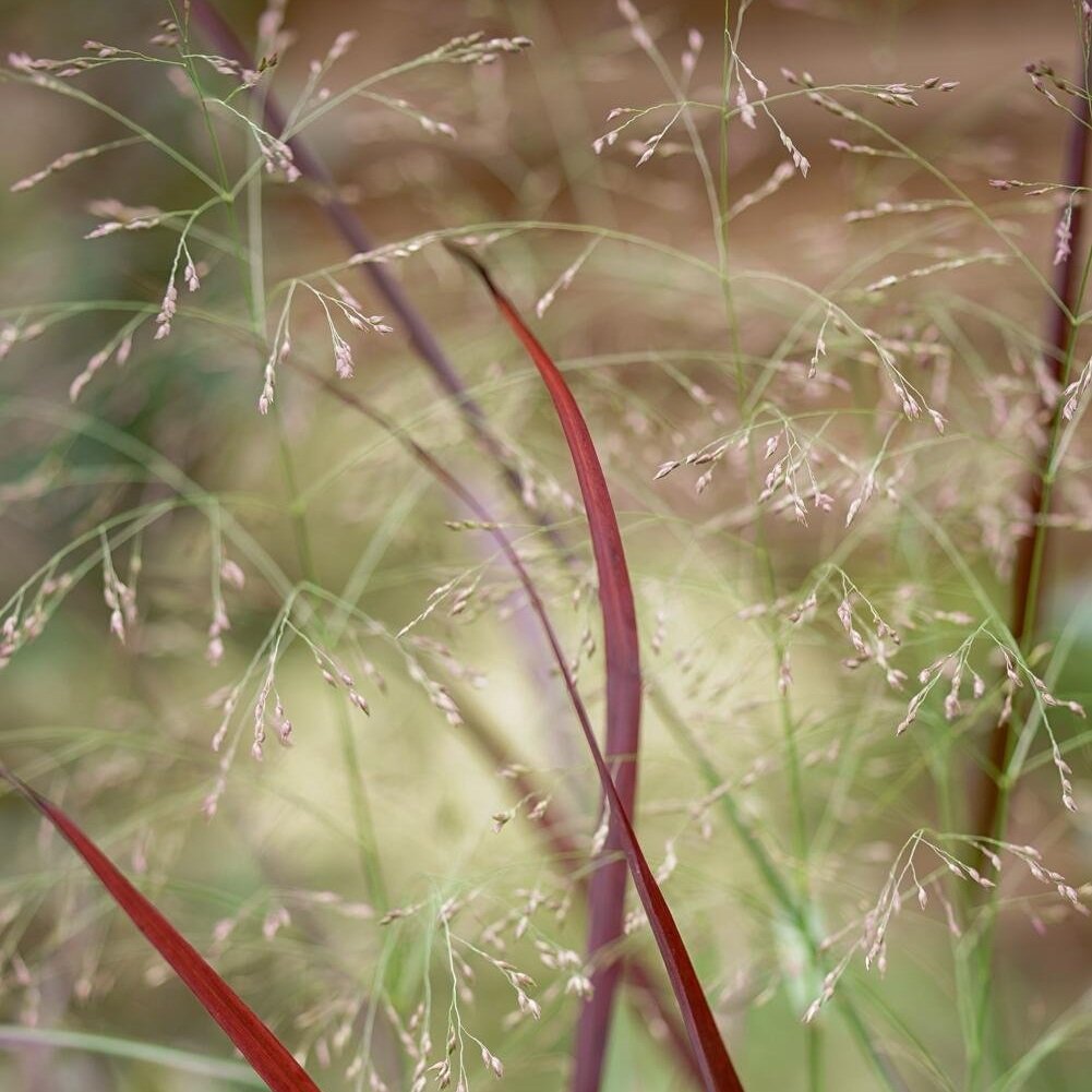 Abstract+and+Macro+Photography+Workshops+%282%29.jpg