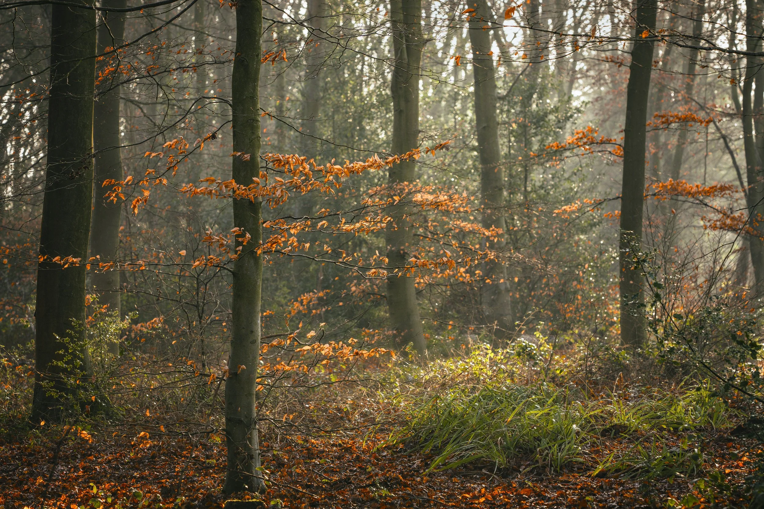 Closer woodland composition in which orange leaves and detail dominate the frame