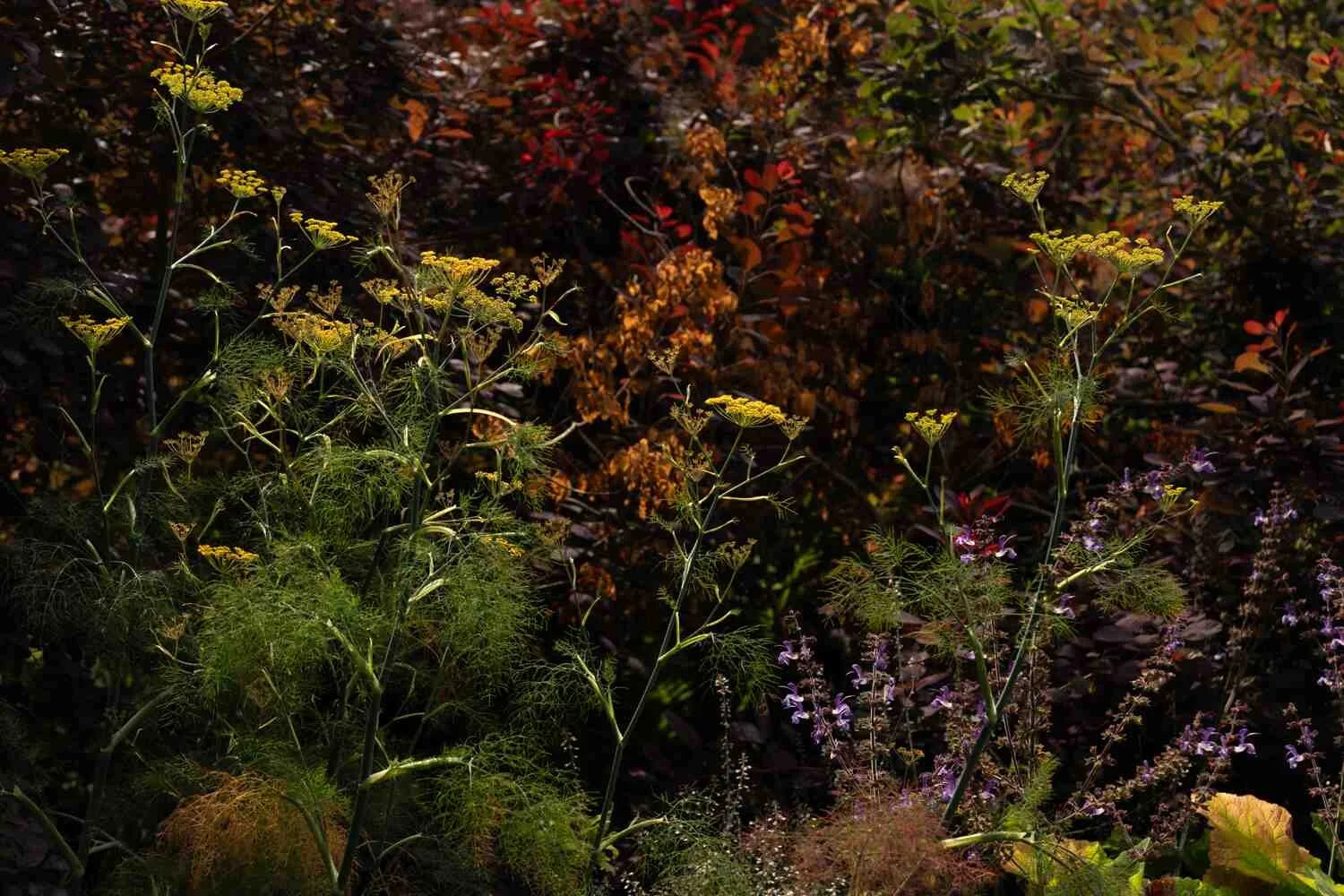 Wild plants and autumn colours used to communicate atmosphere and personal response