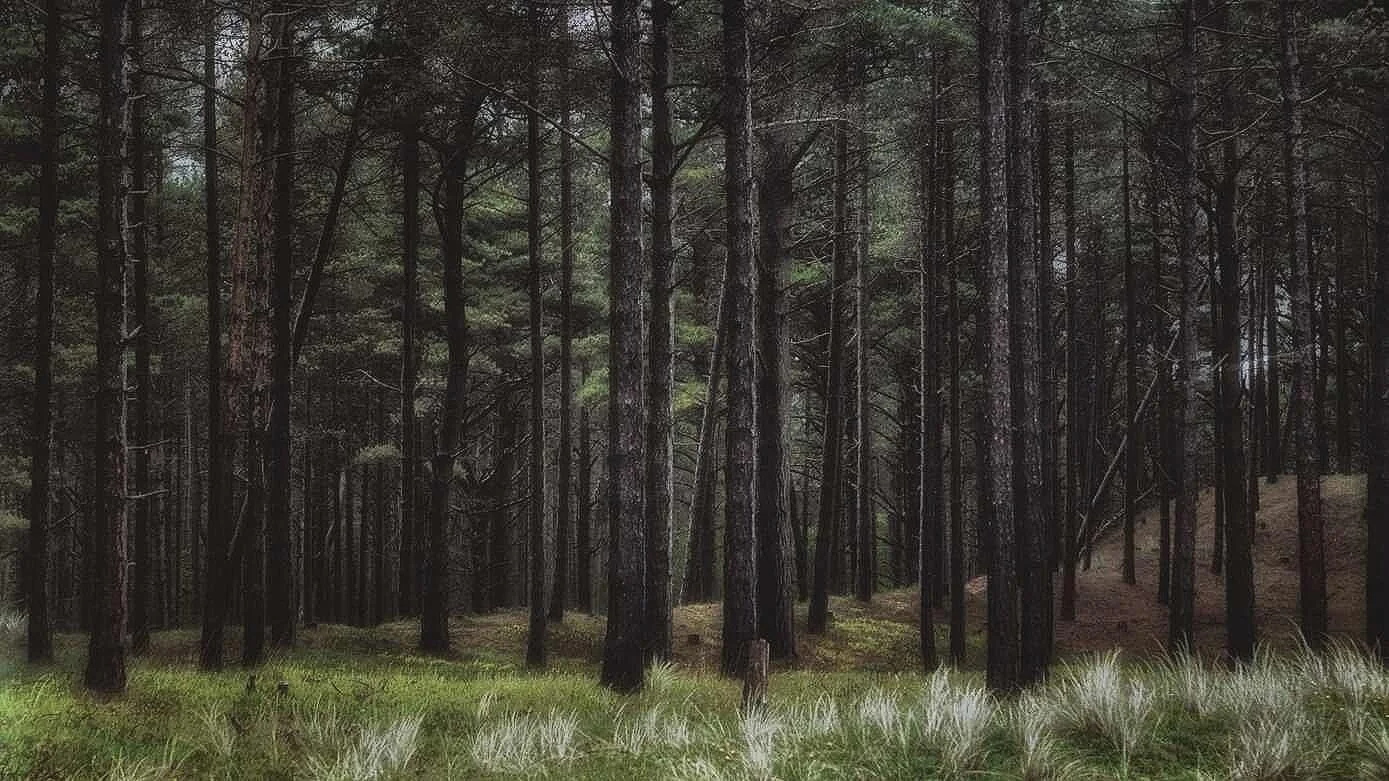 woodland photography