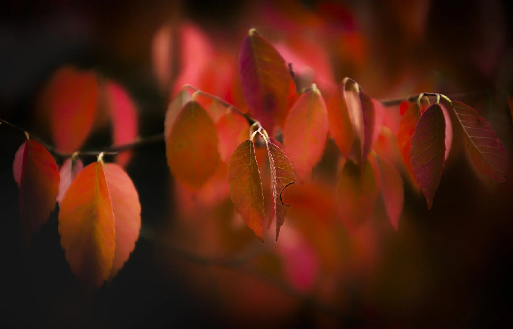 Backlit red leaves separated from a dark background by light and colour contrast